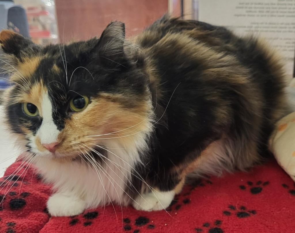 Charlotte — thumbnail 2