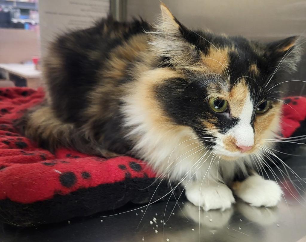 Charlotte — thumbnail 3