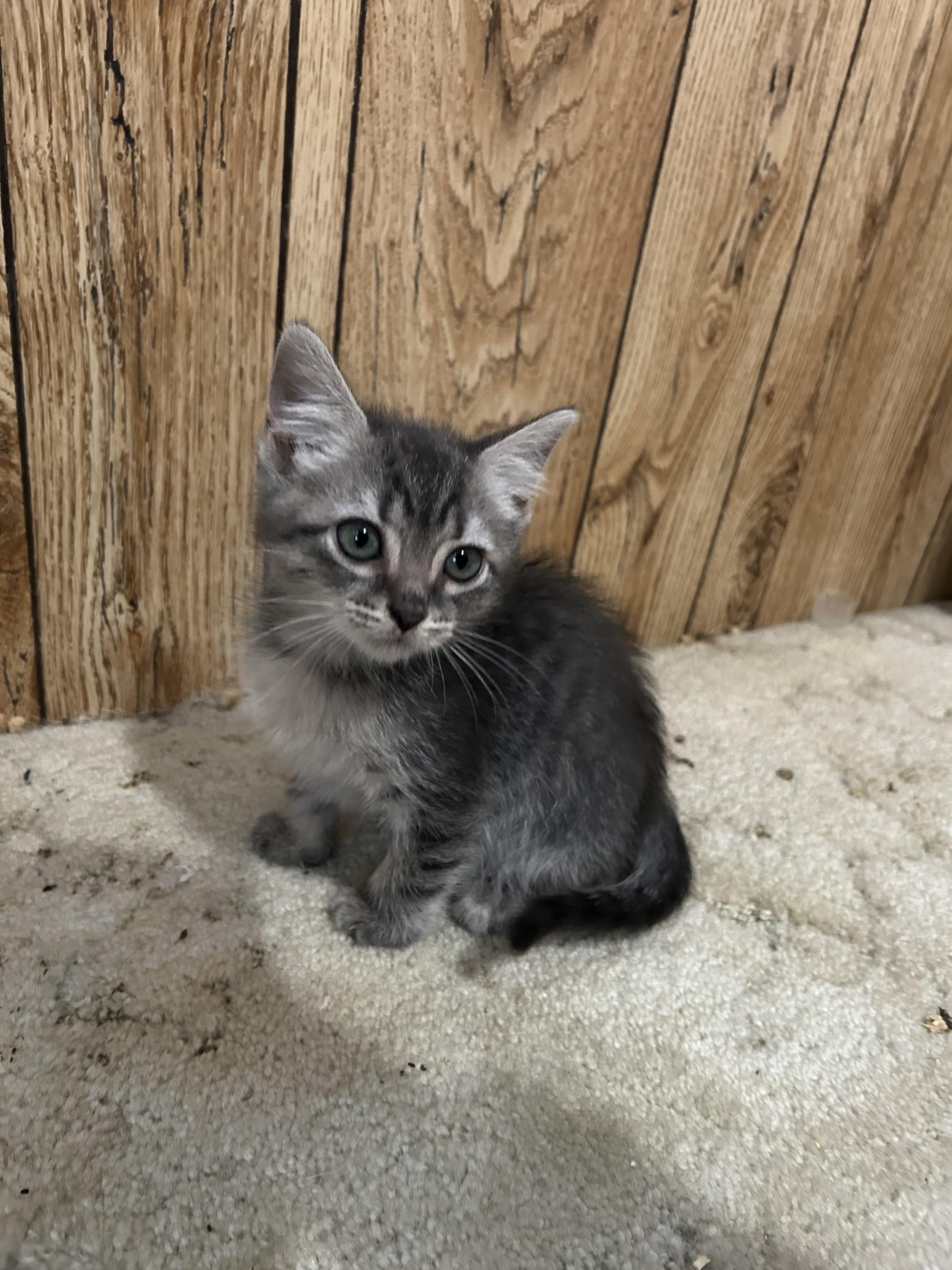 Orion, a Adoptable mixed breed in Pasco, WA image 1/2