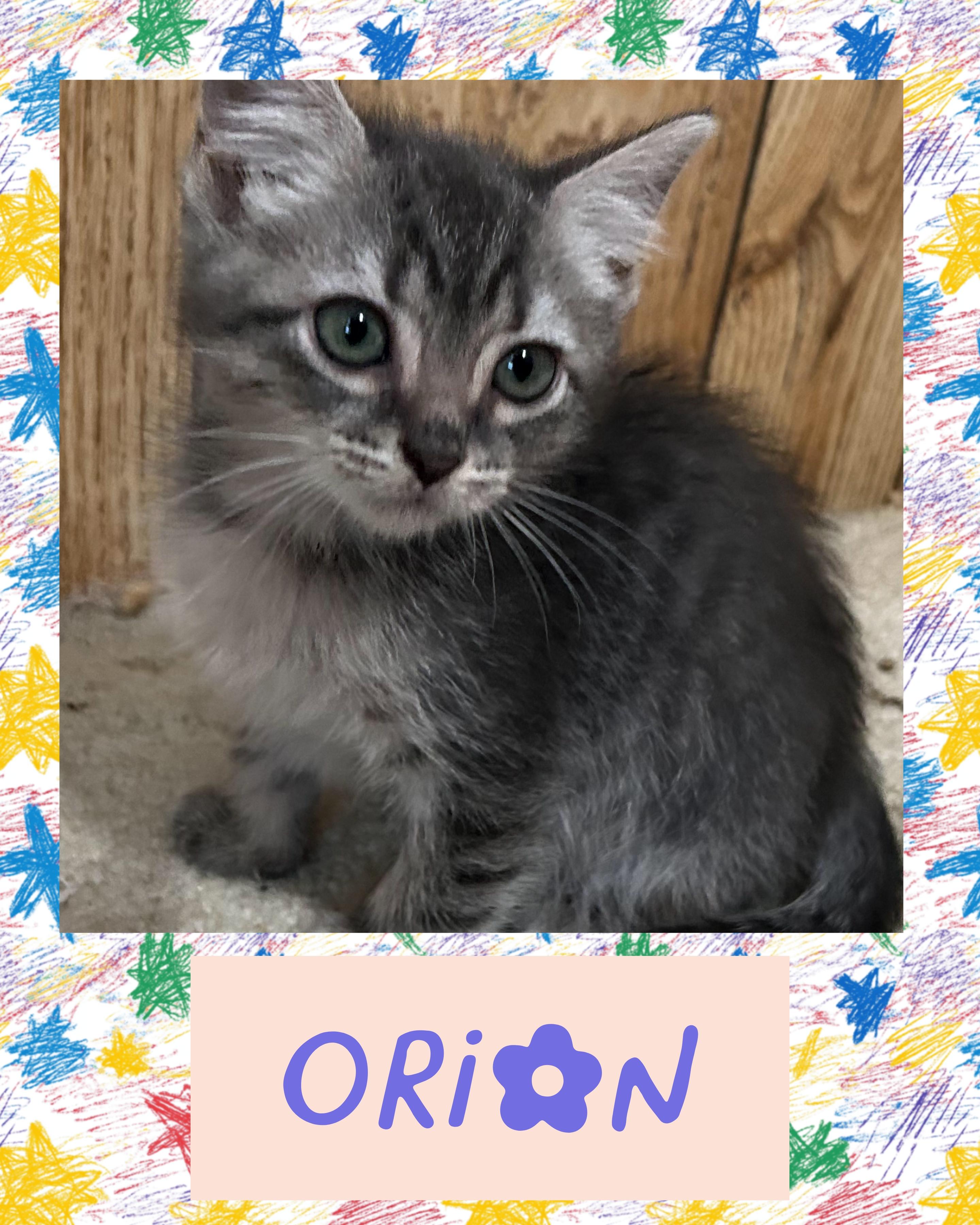 Orion, a Adoptable mixed breed in Pasco, WA image 2/2