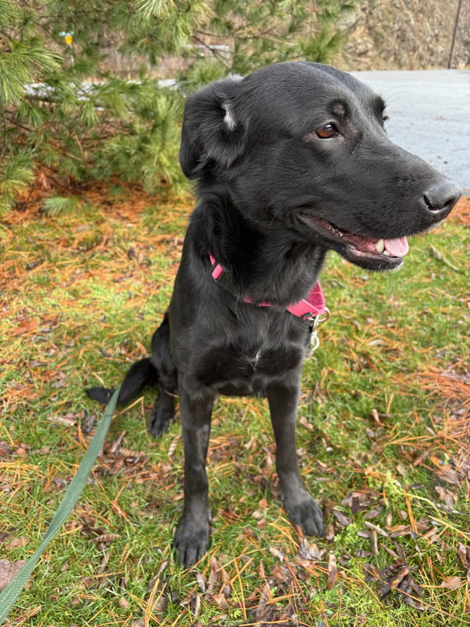 Enlarge Tooney, a ADOPTABLE mixed breed in Kellogg, ID image 3/5