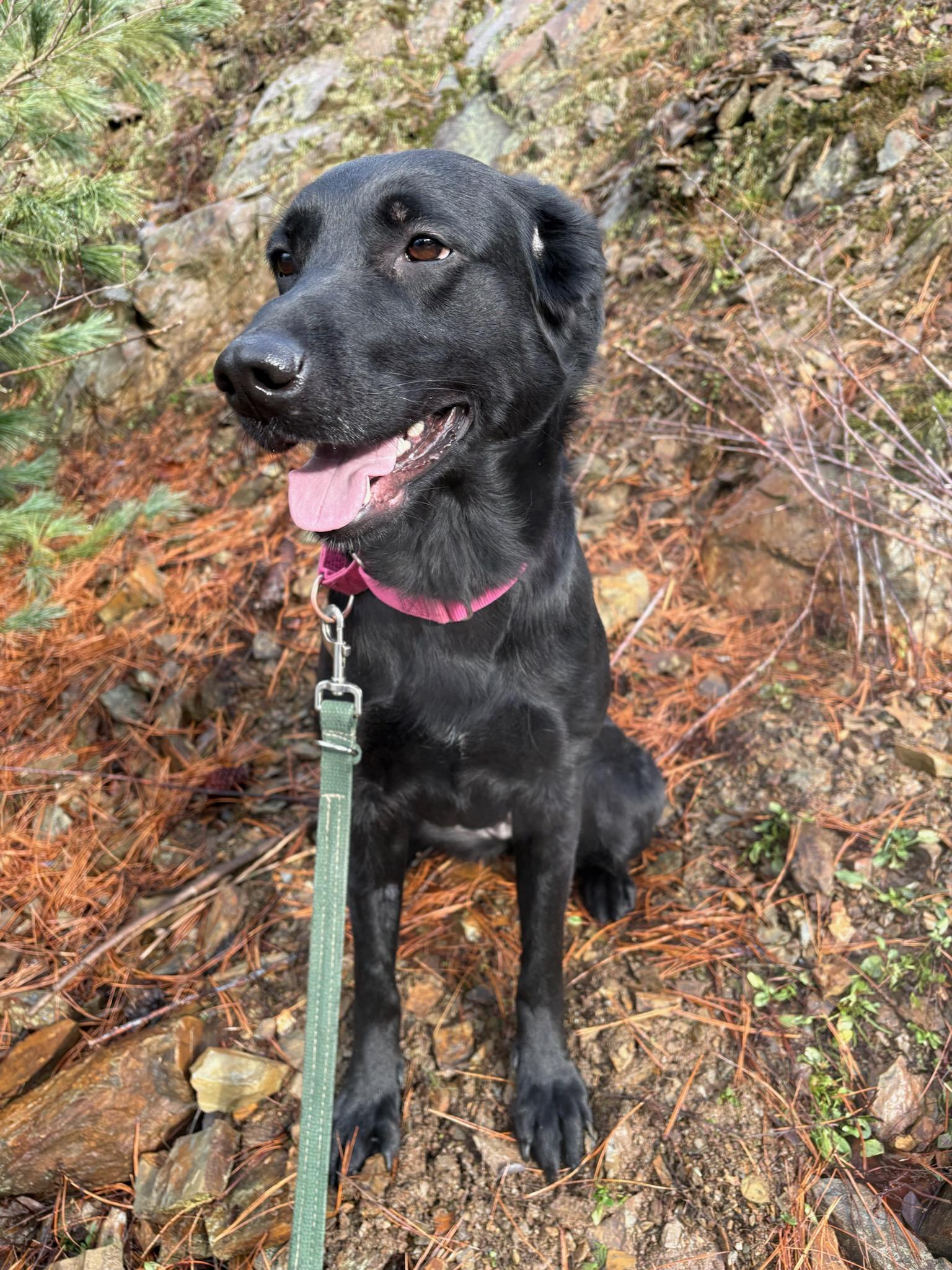 Enlarge Tooney, a ADOPTABLE mixed breed in Kellogg, ID image 2/5