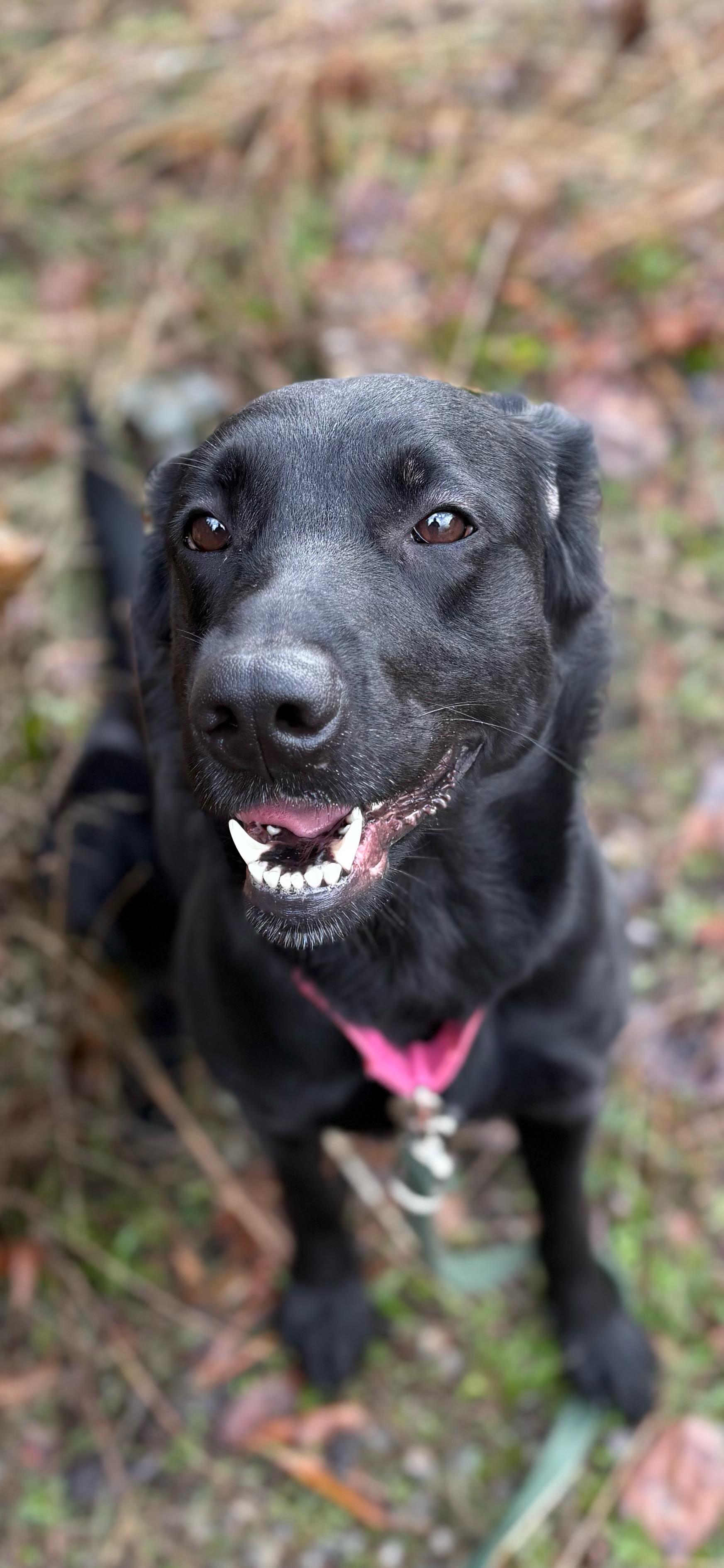 Tooney, ADOPTABLE, Young Female Labrador Retriever & Golden Retriever.