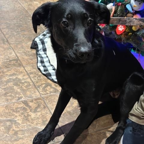 Enlarge Tooney, a ADOPTABLE mixed breed in Kellogg, ID image 1/2