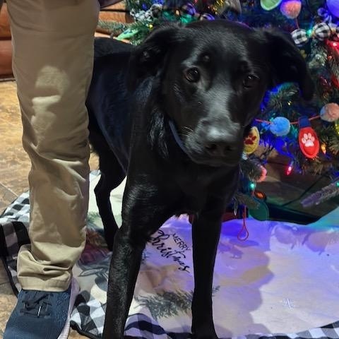 Enlarge Tooney, a ADOPTABLE mixed breed in Kellogg, ID image 2/2