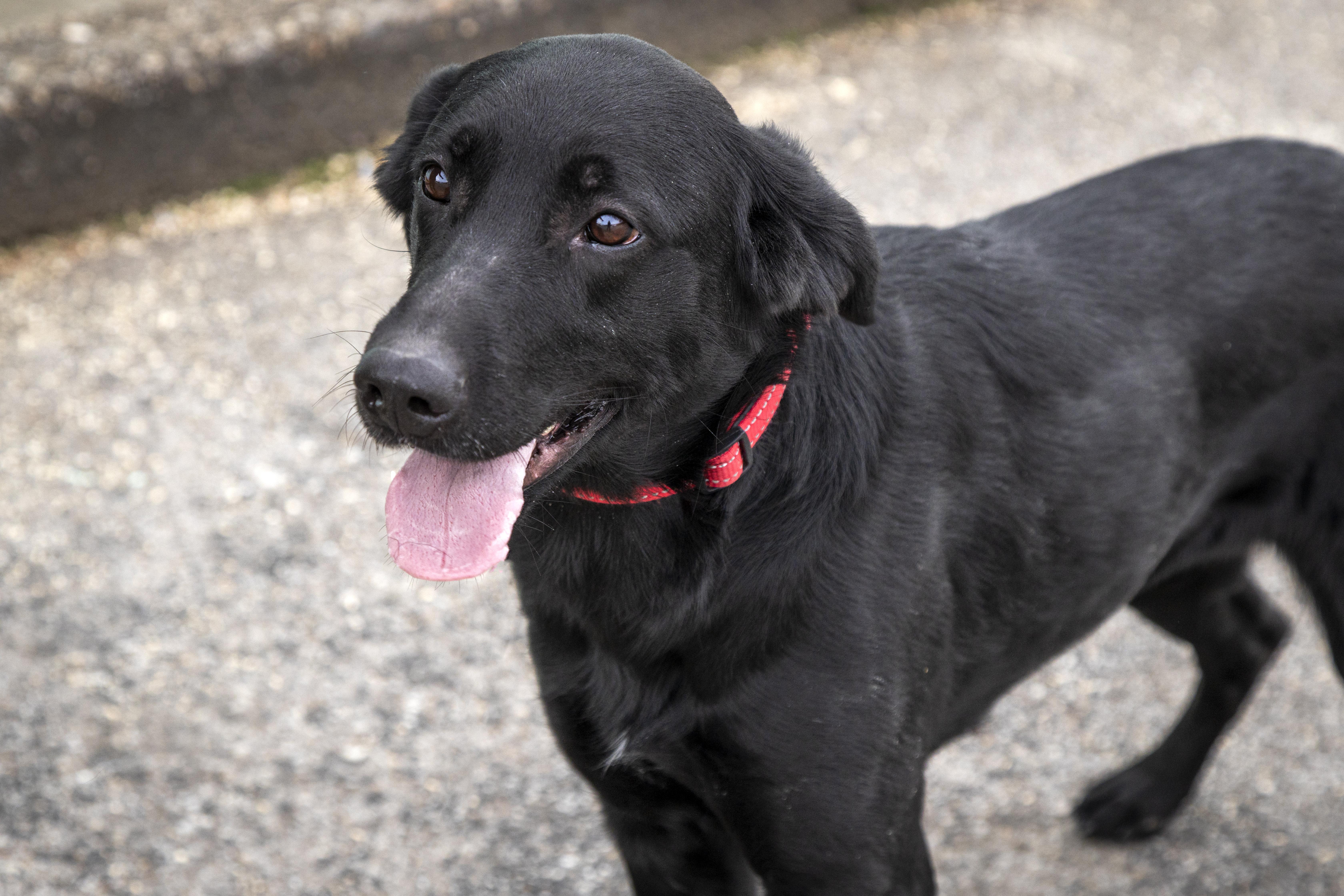 Tooney, ADOPTABLE, Young Female Labrador Retriever & Golden Retriever.