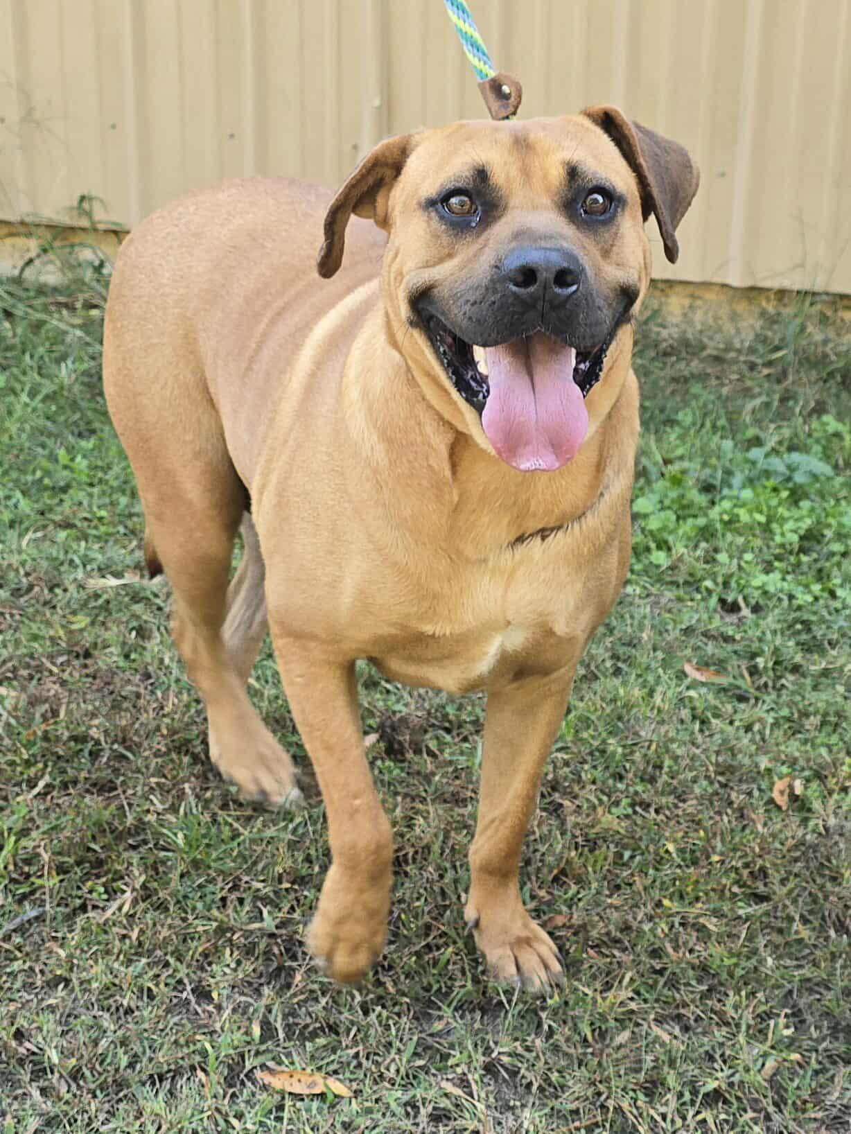 Bon Jovi *foster needed*