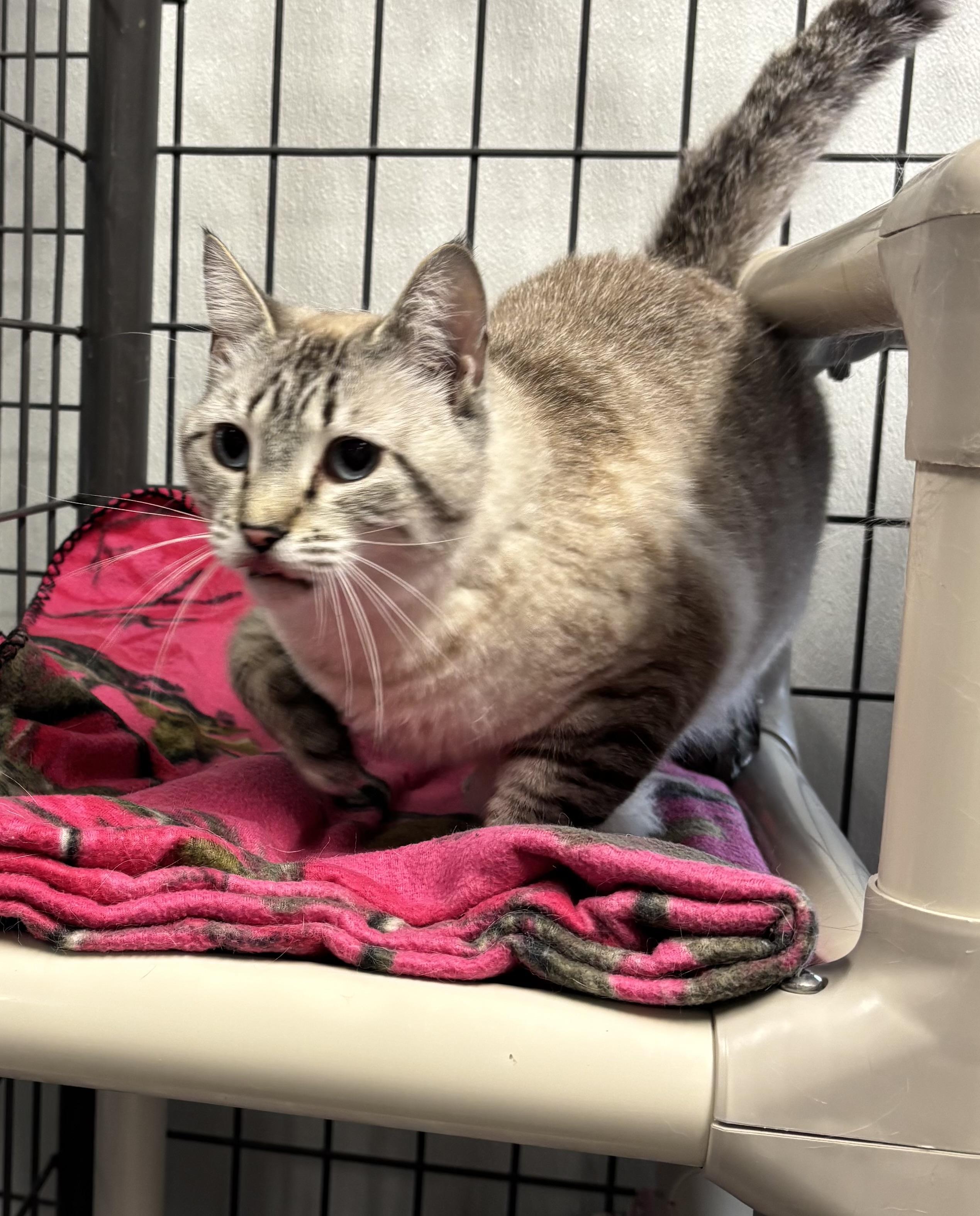 Snowflake, an adoptable Domestic Short Hair in Torrington, WY, 82240 | Photo Image 1