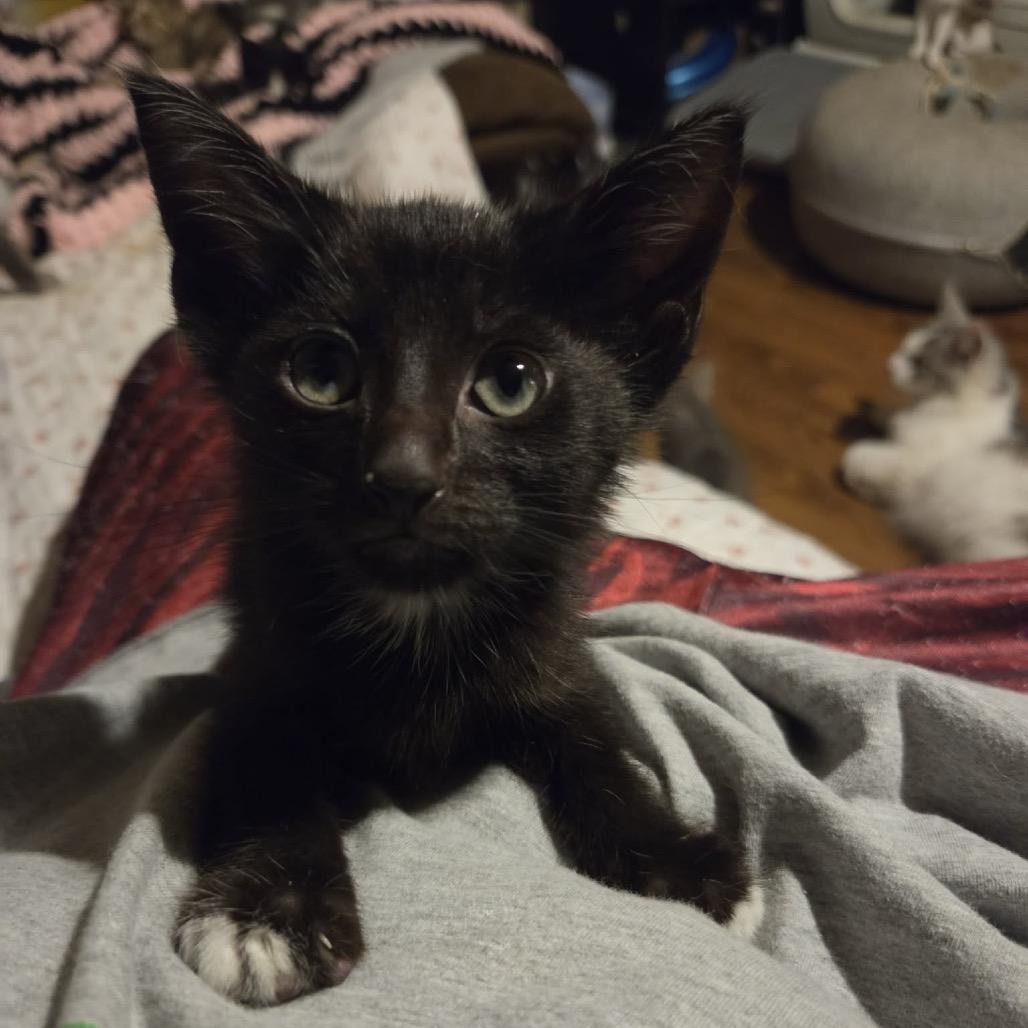 Mark, Adoptable, Kitten Male American Shorthair.