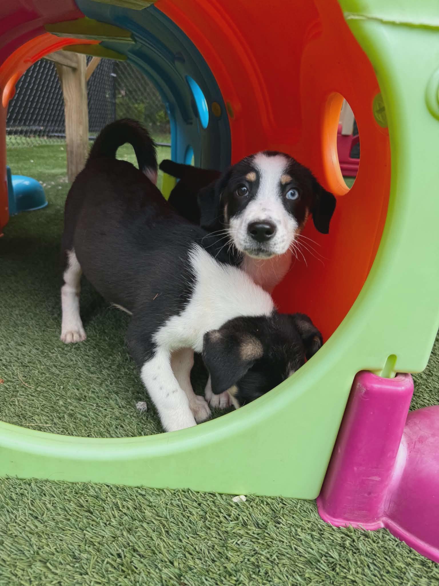 Enlarge Carly and Sam, a ADOPTABLE mixed breed in Groton, CT image 2/5