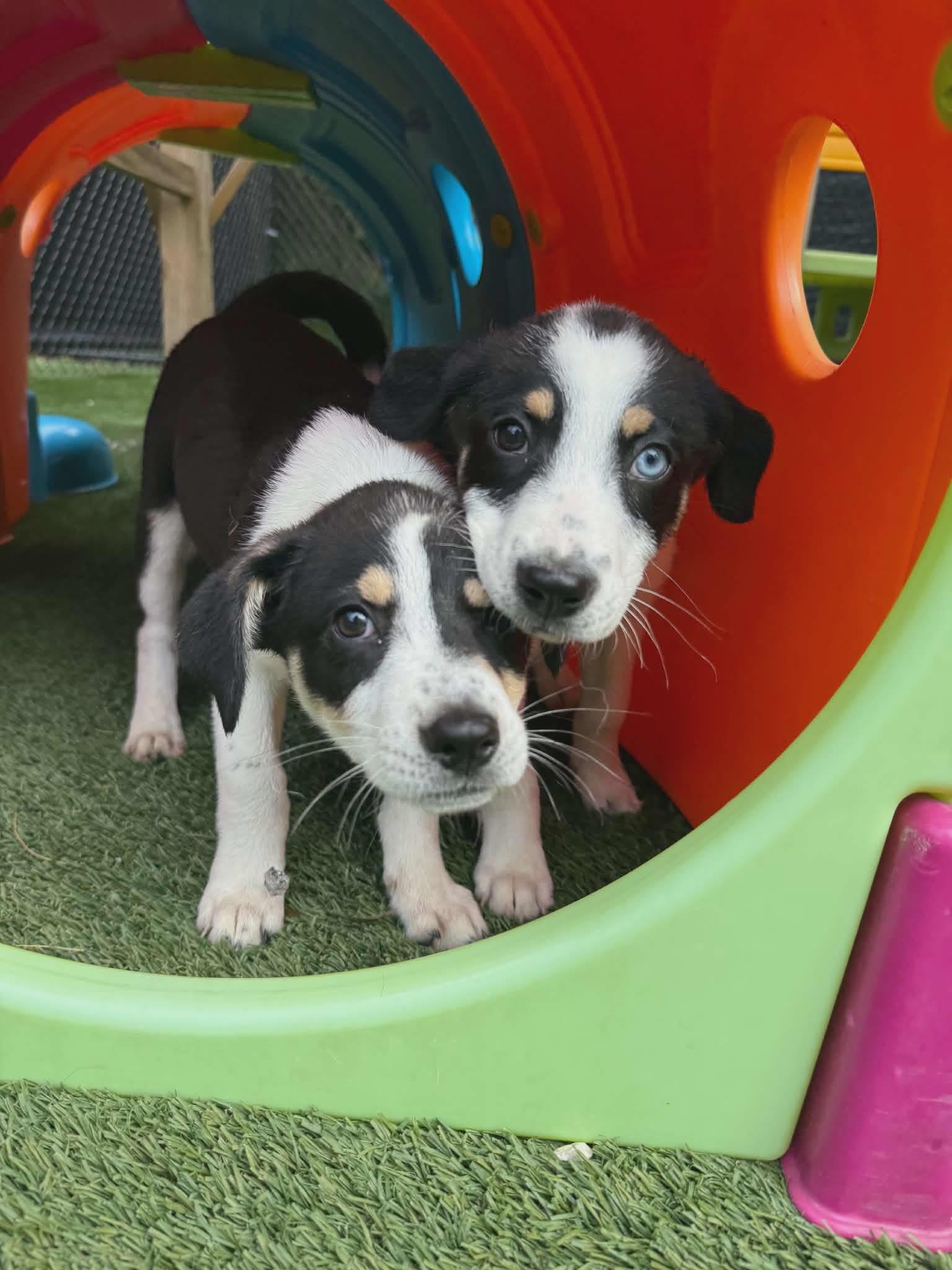 Enlarge Carly and Sam, a ADOPTABLE mixed breed in Groton, CT image 3/5