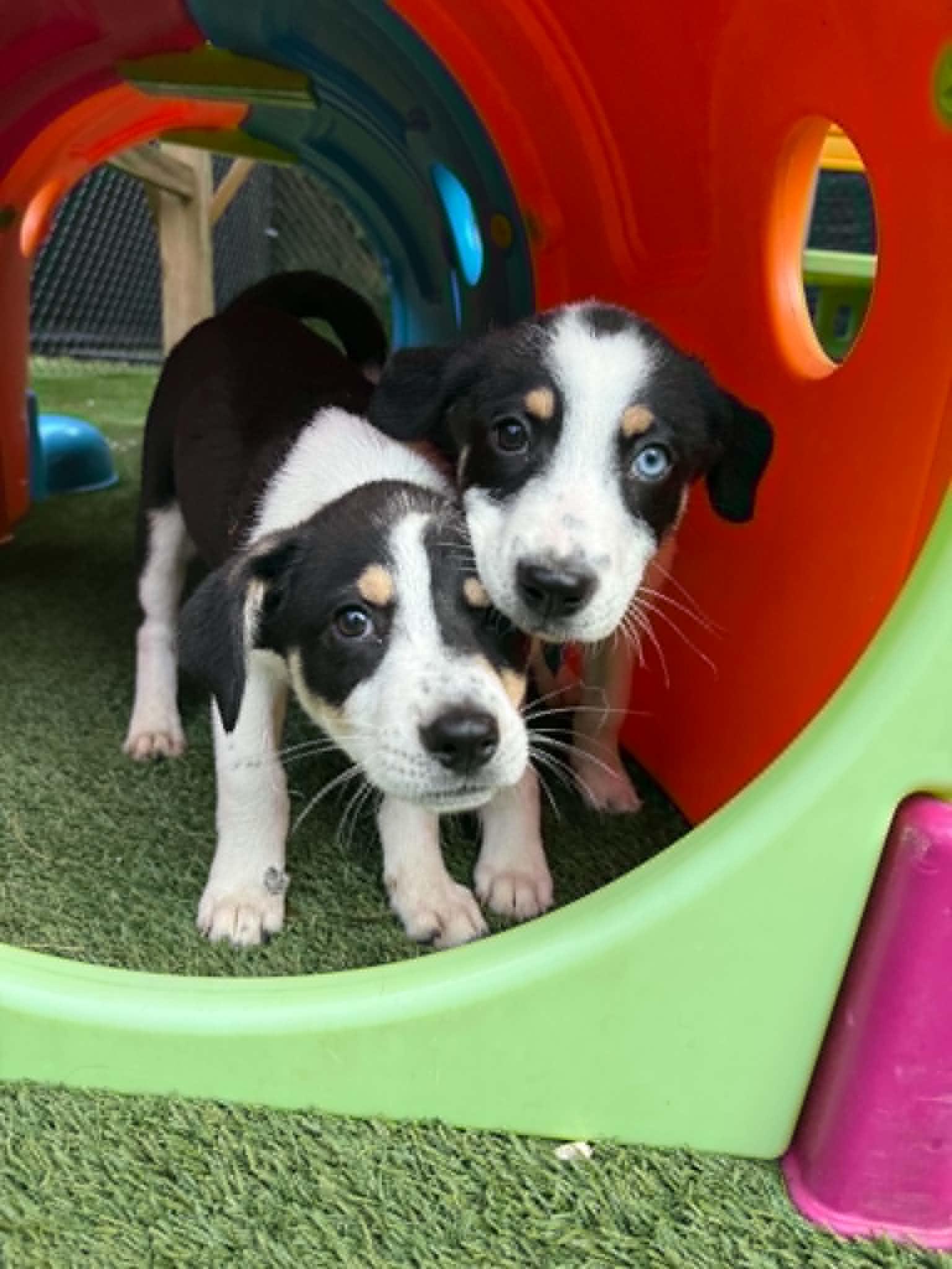 Carly and Sam, ADOPTABLE, Puppy Female Australian Shepherd.