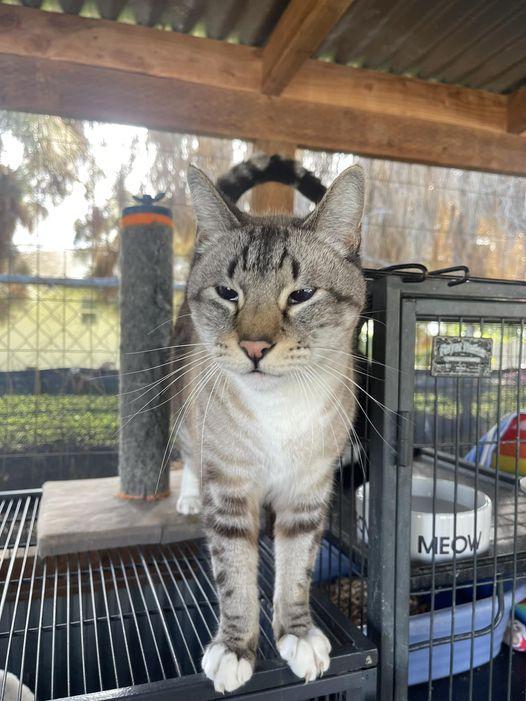 Slim Jim, Adoptable, Senior Male Domestic Short Hair.