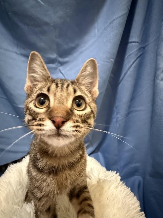 Enlarge Mako, an adopted mixed breed in Sunset Valley, TX image 5/6