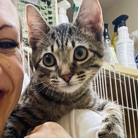 Enlarge Mako, an adopted mixed breed in Sunset Valley, TX image 2/6