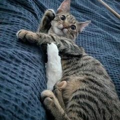 Mako, adopted, Kitten Male Bengal & Tabby.