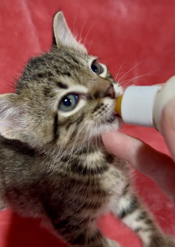 Enlarge Mako, an adopted mixed breed in Sunset Valley, TX image 6/6