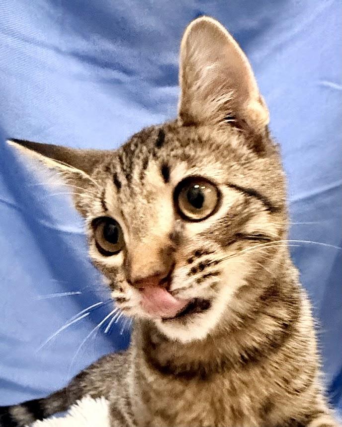 Enlarge Mako, an adopted mixed breed in Sunset Valley, TX image 3/6