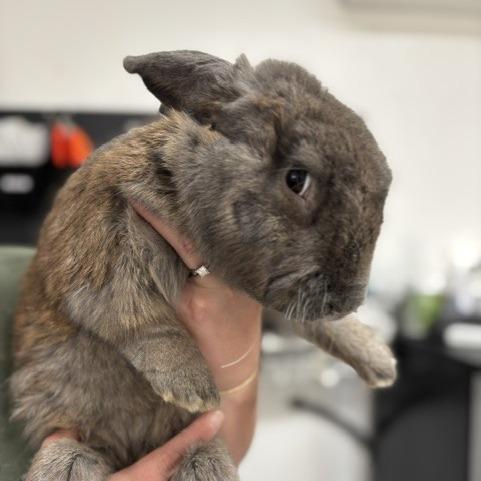 Biscuit Bouncer, Adoptable, Young Female American.
