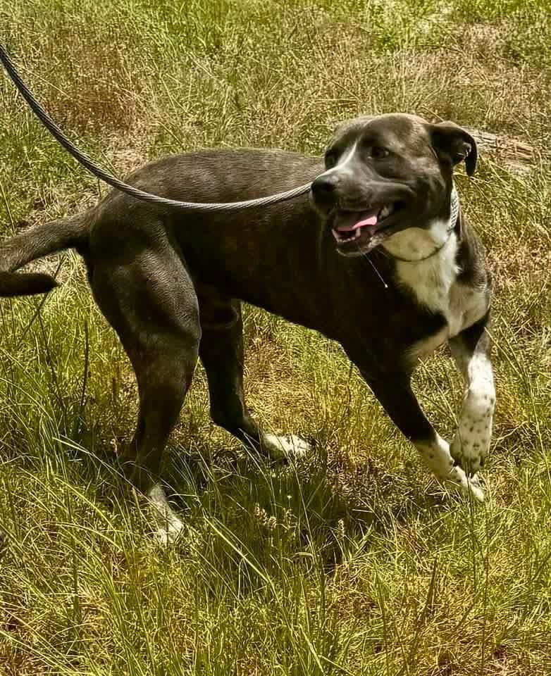 Enlarge Dozer, a ADOPTABLE Pit Bull Terrier in Albany, NY image 2/6