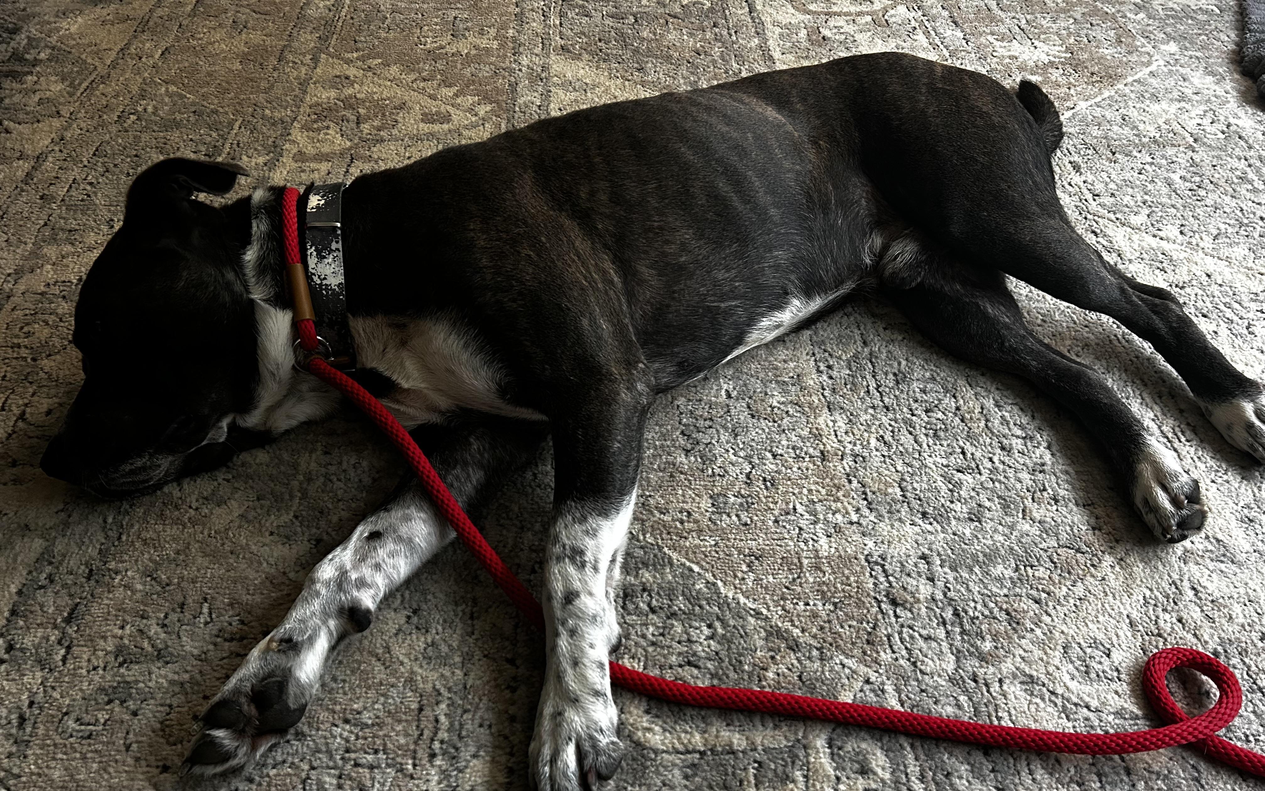 Enlarge Dozer, a ADOPTABLE Pit Bull Terrier in Albany, NY image 6/6