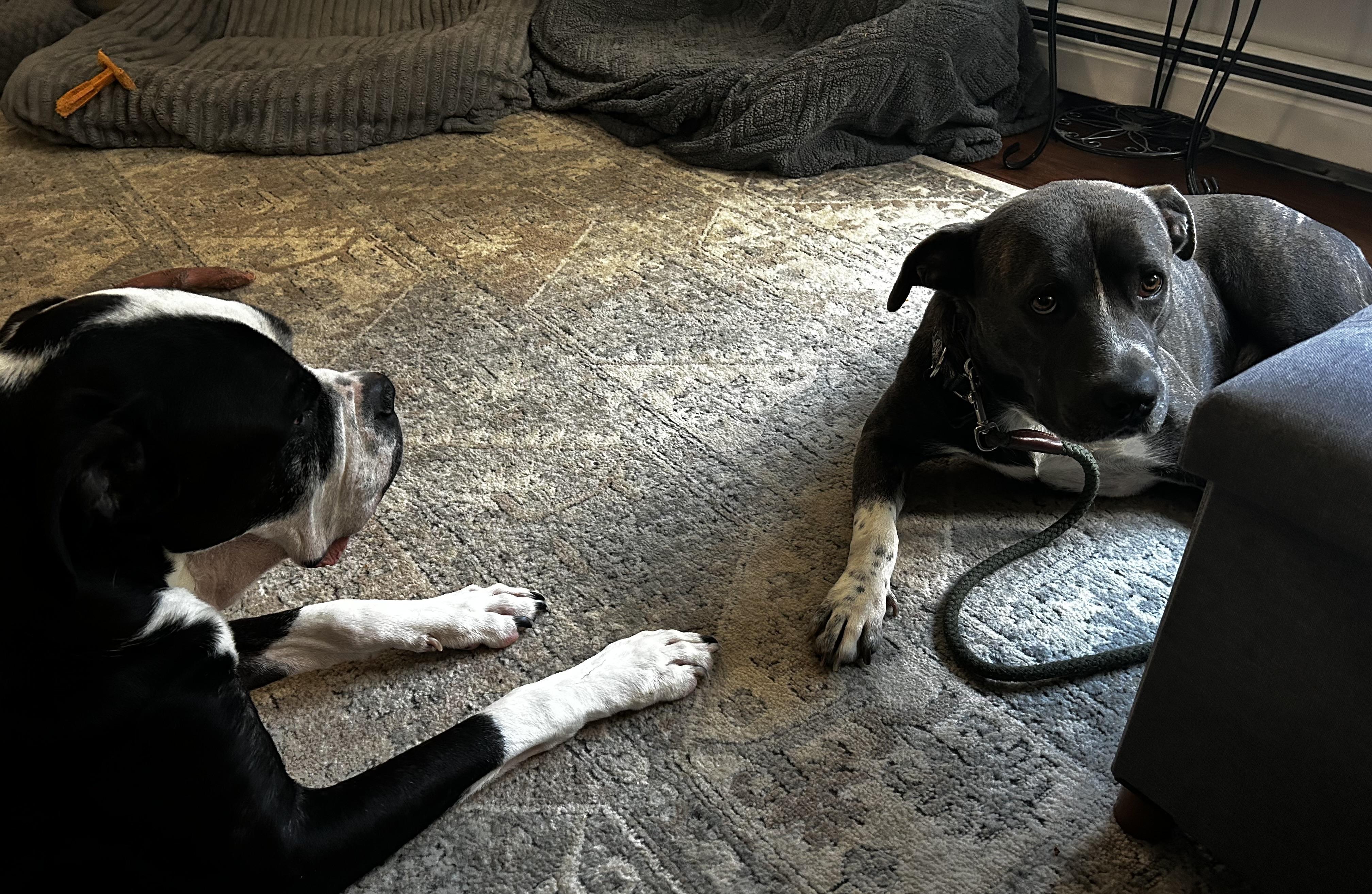 Dozer, a ADOPTABLE Pit Bull Terrier in Albany, NY image 2/6