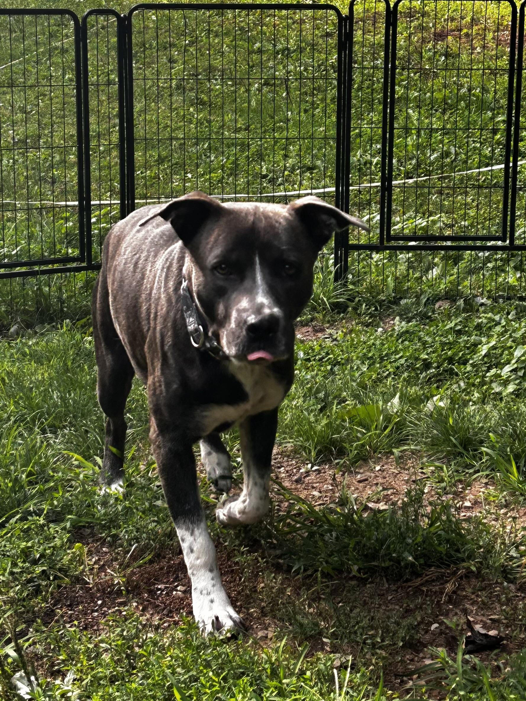 Dozer, ADOPTABLE, Adult Male Pit Bull Terrier.