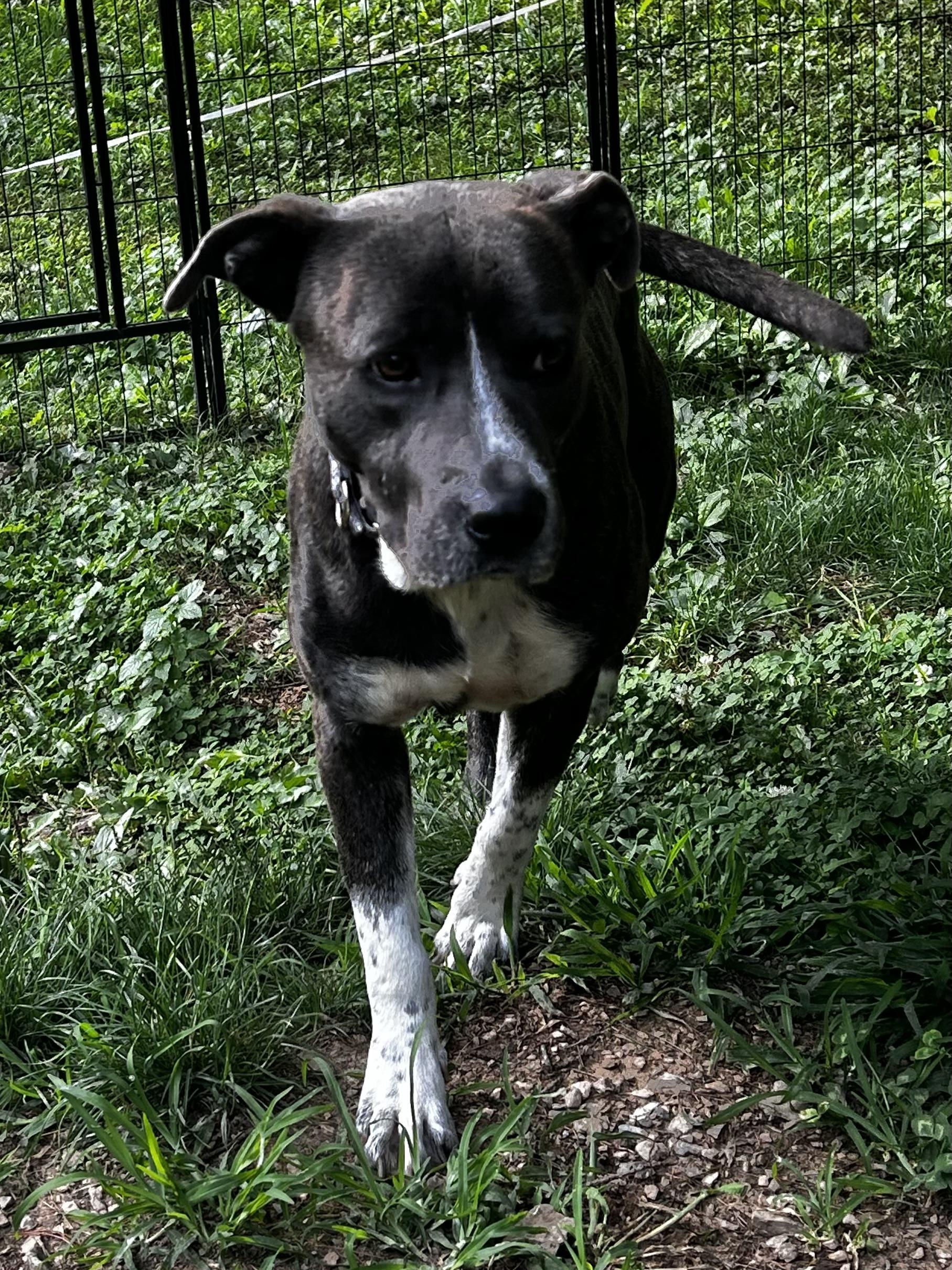 Enlarge Dozer, a ADOPTABLE Pit Bull Terrier in Albany, NY image 3/6
