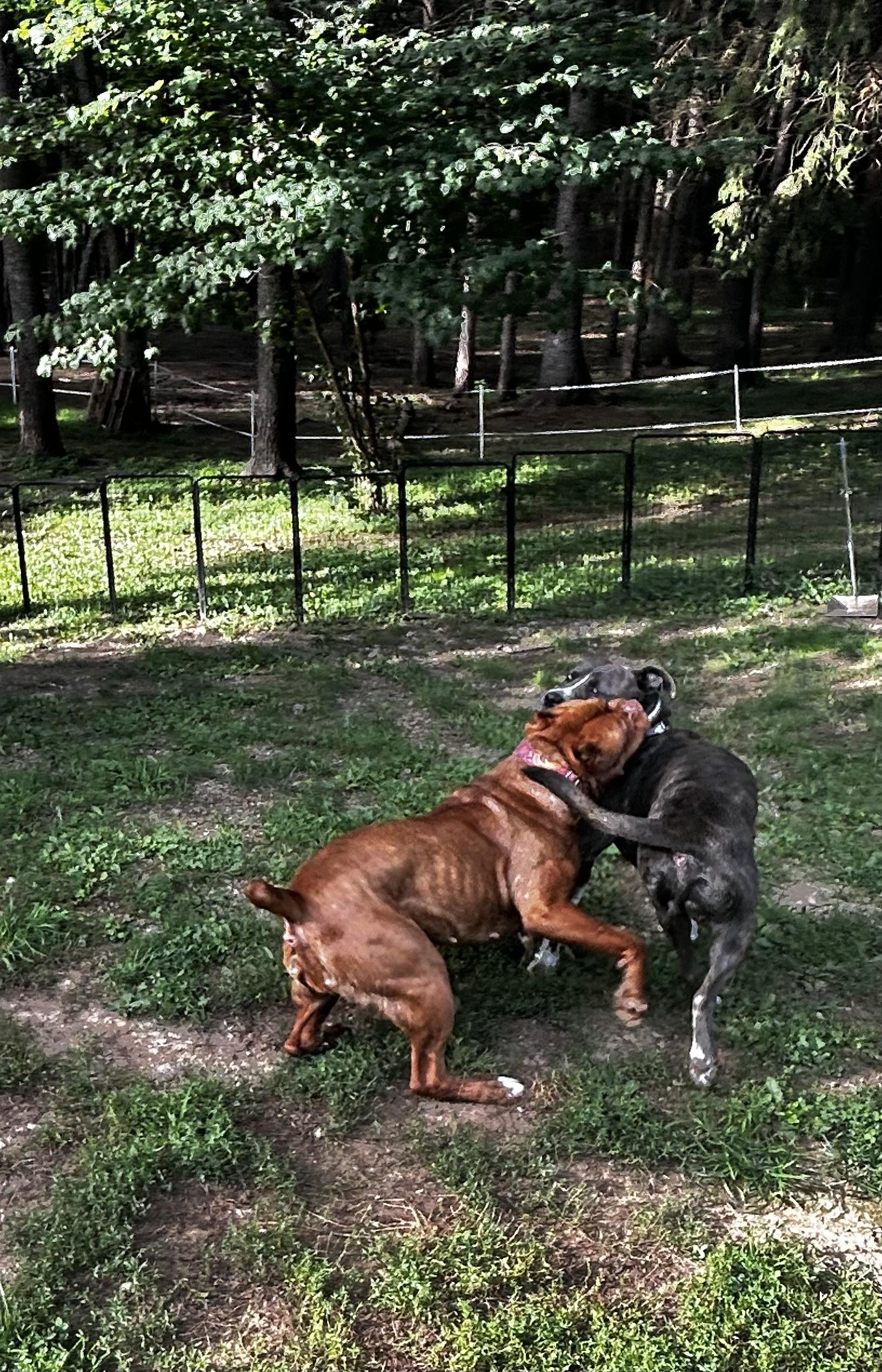 Enlarge Dozer, a ADOPTABLE Pit Bull Terrier in Albany, NY image 5/6