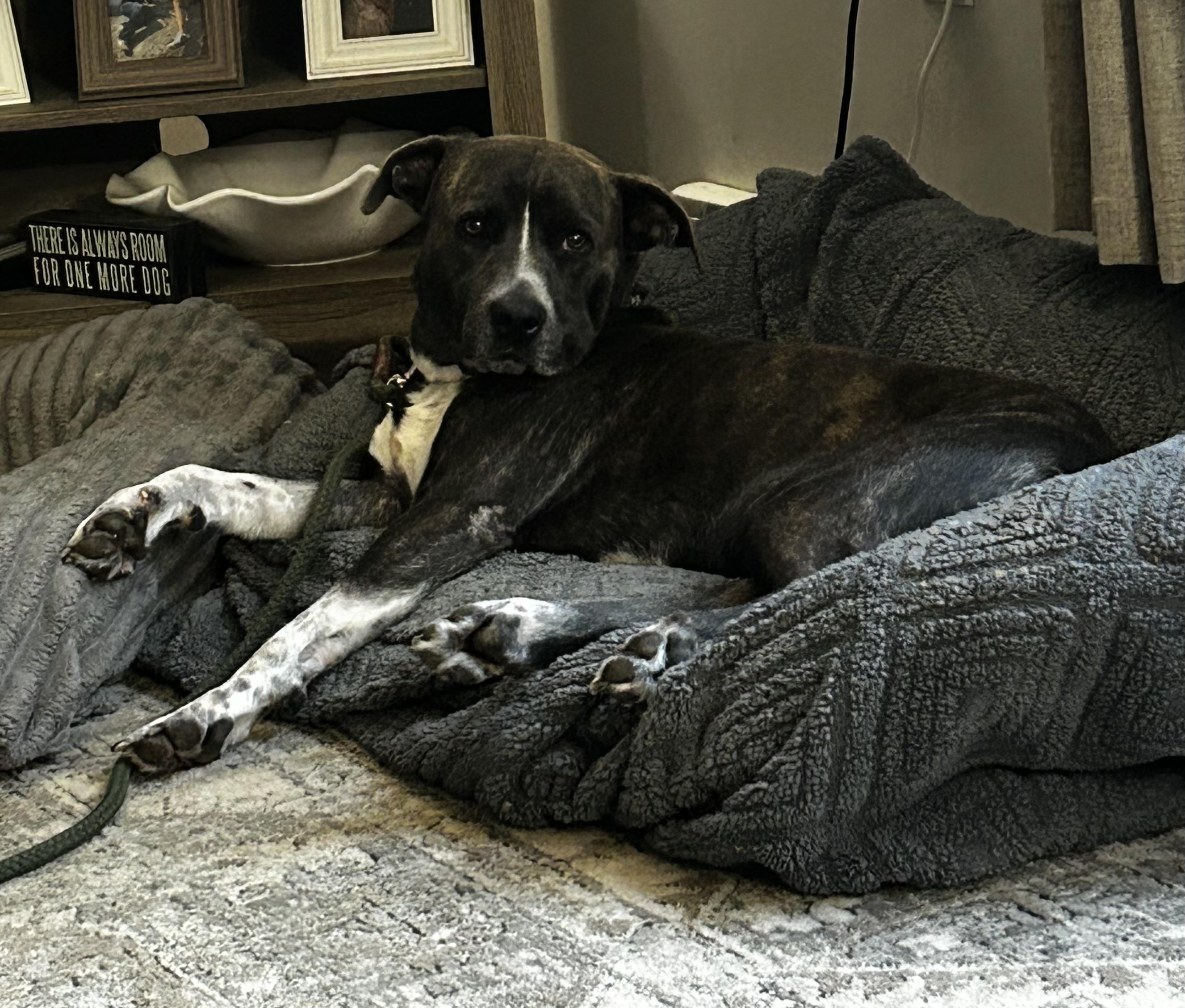 Dozer, ADOPTABLE, Adult Male Pit Bull Terrier.
