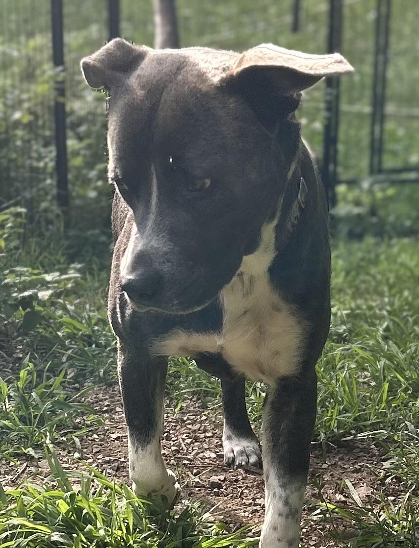 Dozer, a ADOPTABLE Pit Bull Terrier in Albany, NY image 3/6
