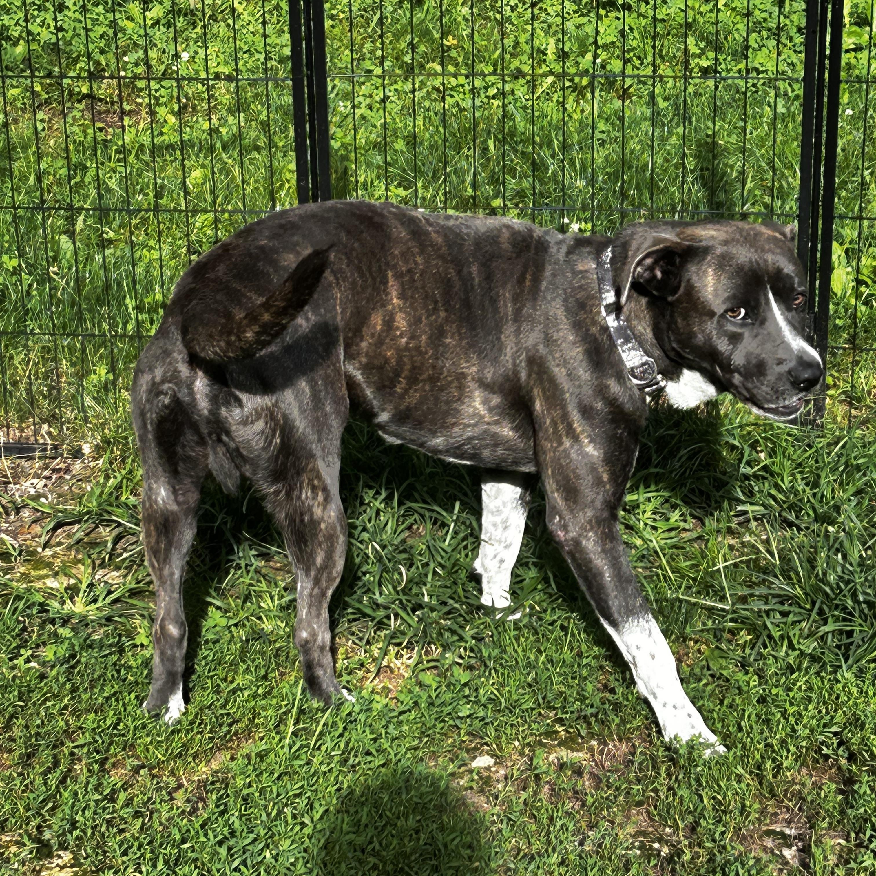 Enlarge Dozer, a ADOPTABLE Pit Bull Terrier in Albany, NY image 4/6
