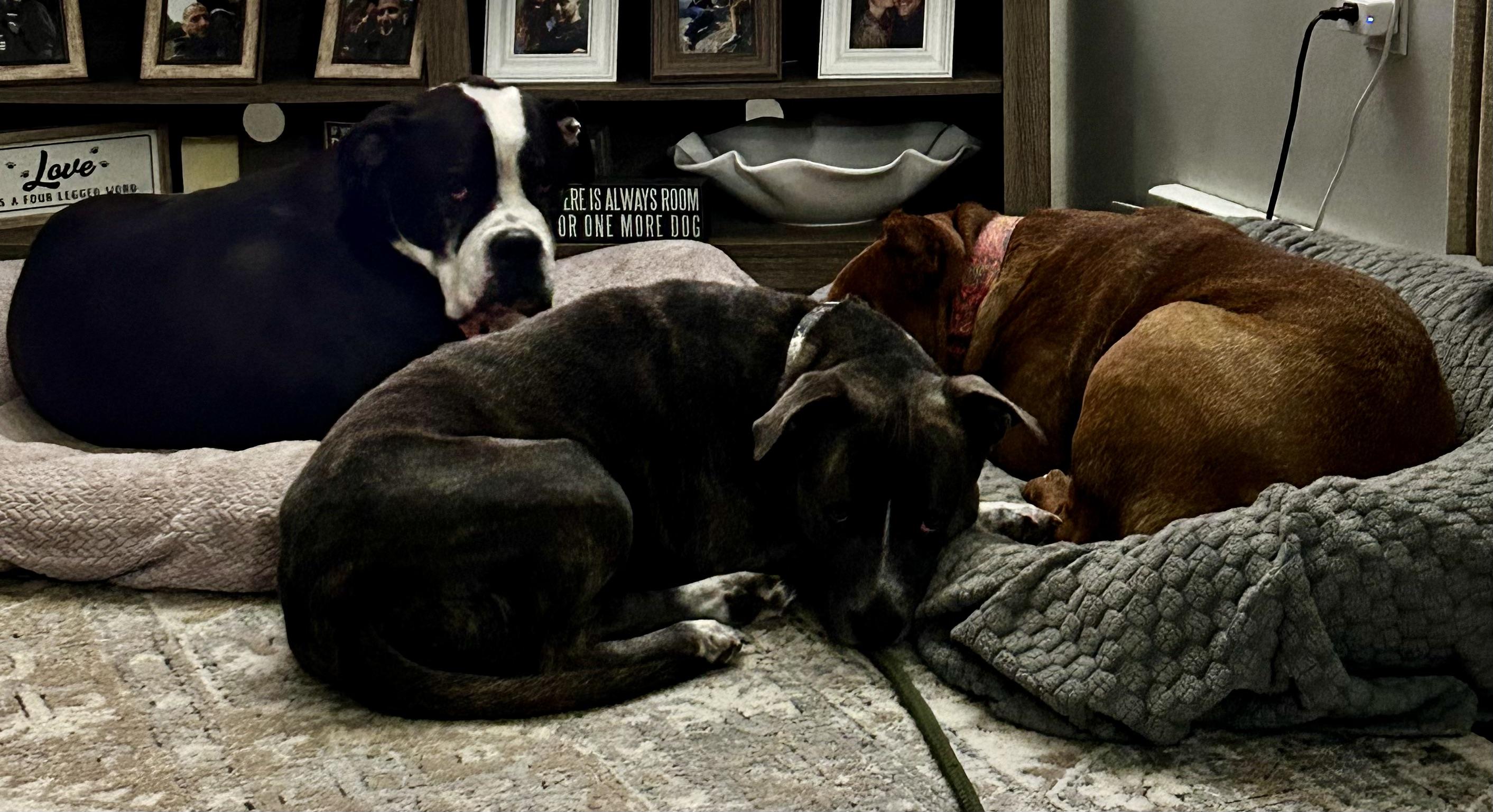 Enlarge Dozer, a Adoptable Pit Bull Terrier in Albany, NY image 3/6