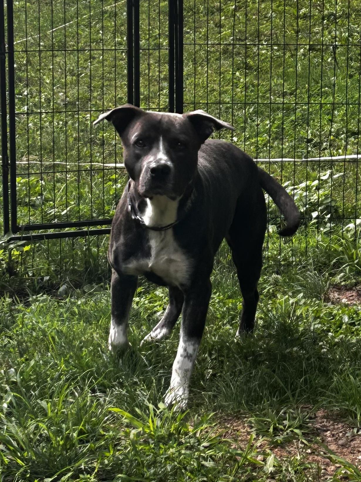 Dozer, a ADOPTABLE Pit Bull Terrier in Albany, NY image 4/6