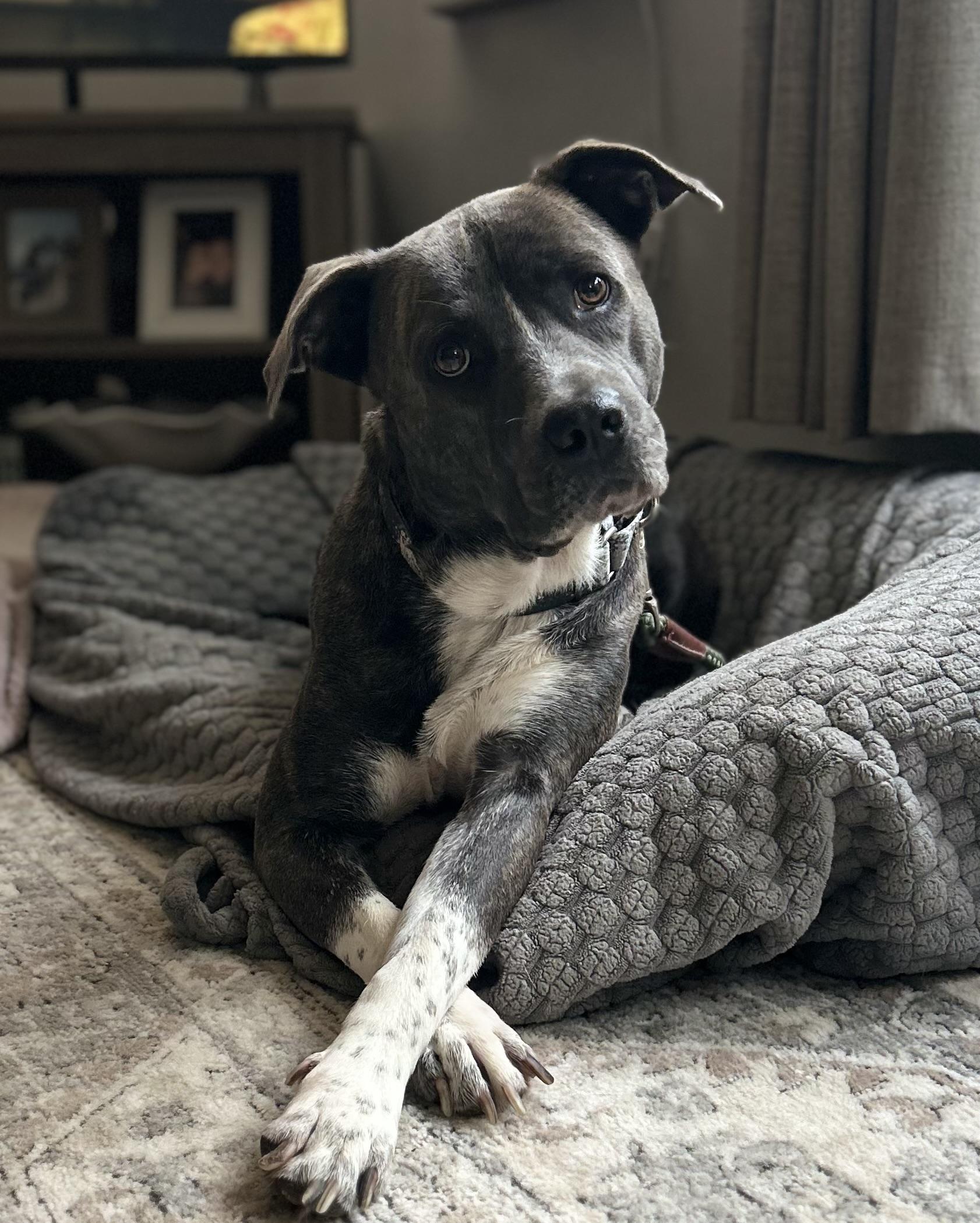 Dozer, Adoptable, Young Male Pit Bull Terrier.