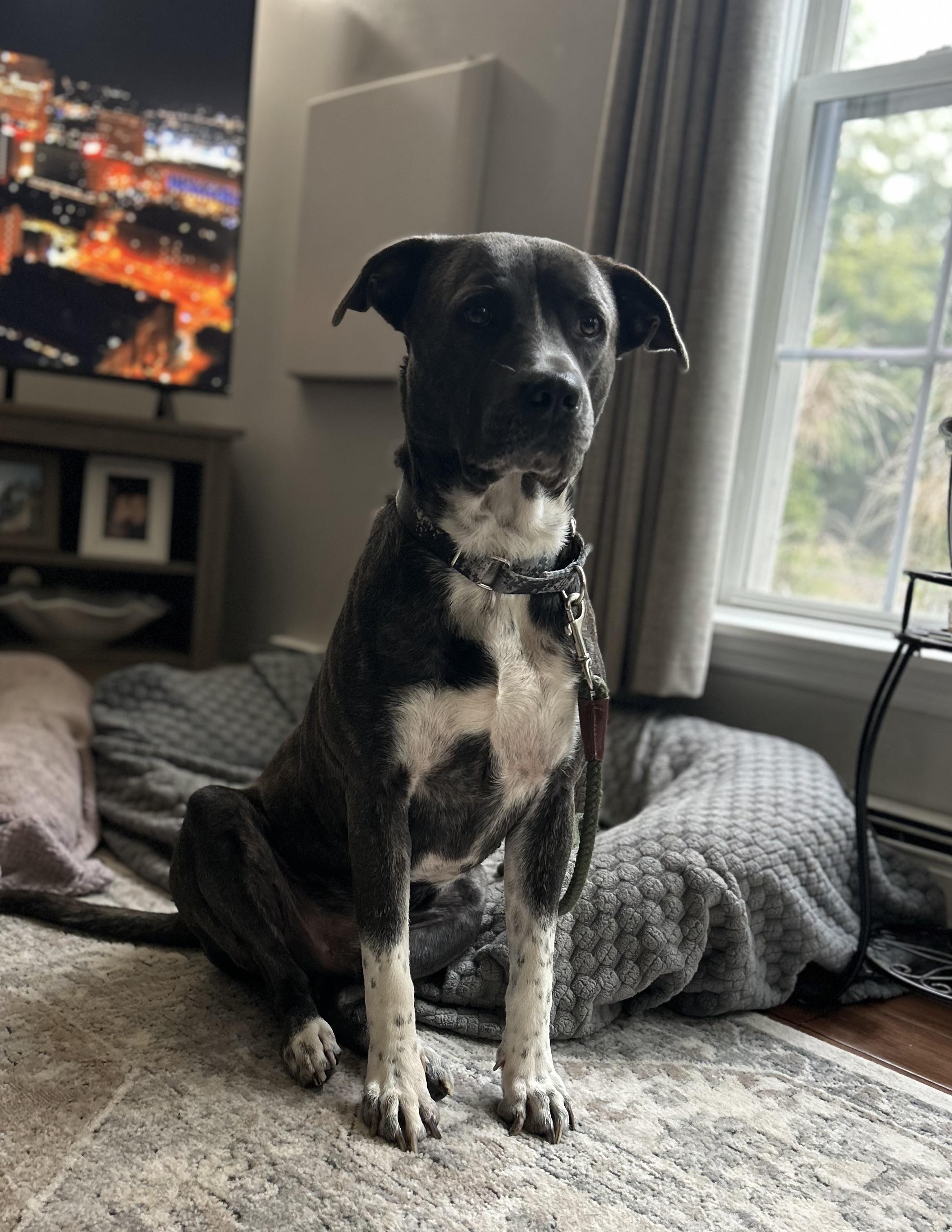 Enlarge Dozer, a Adoptable Pit Bull Terrier in Albany, NY image 2/6
