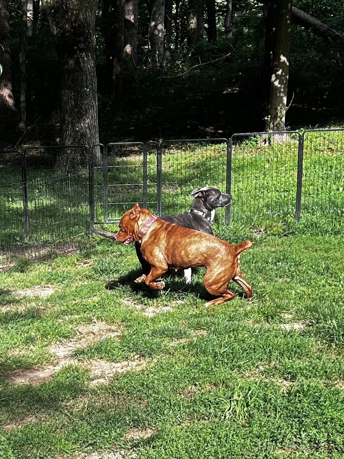 Enlarge Dozer, a Adoptable Pit Bull Terrier in Albany, NY image 6/6
