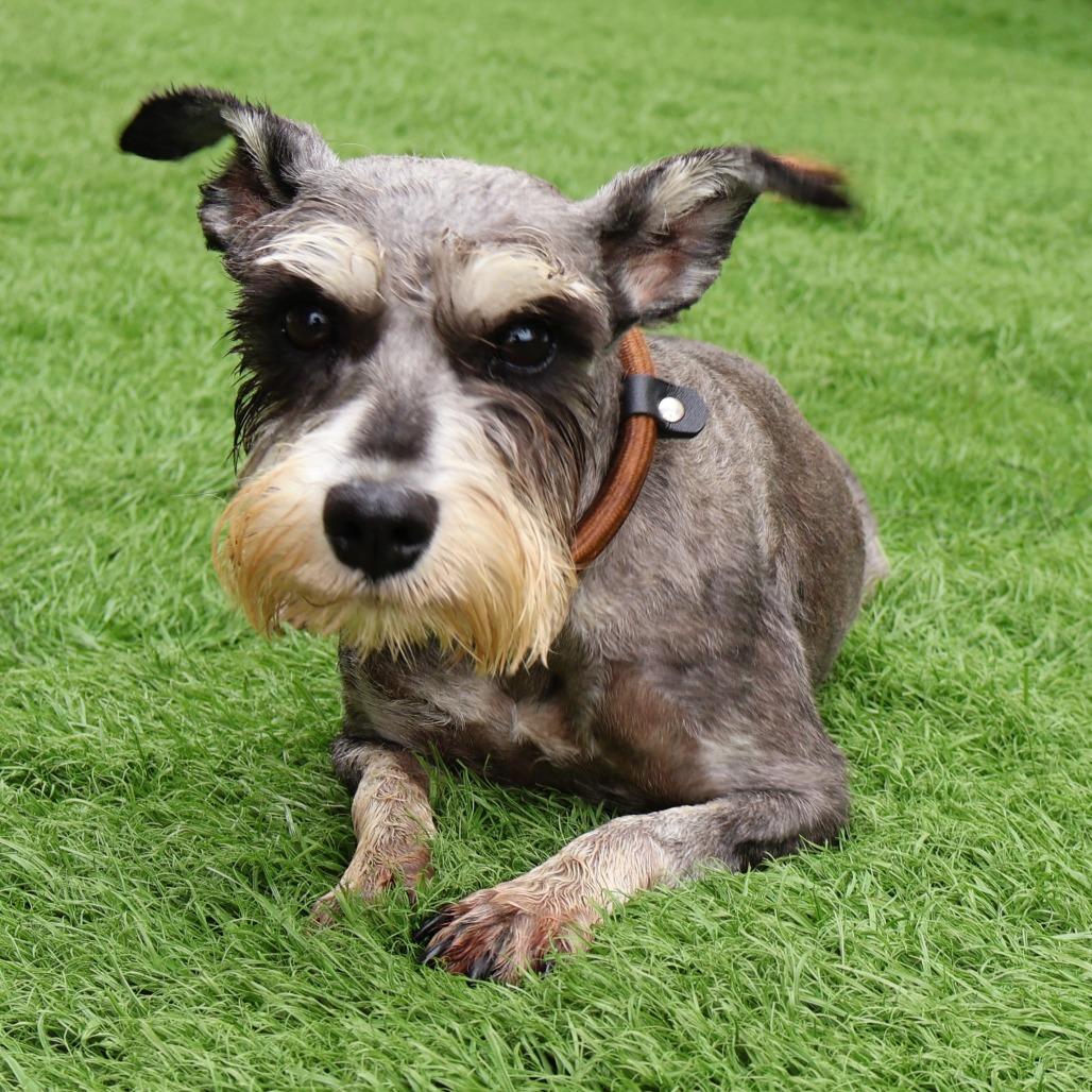 Tyla, Adoptable, Adult Female Miniature Schnauzer.