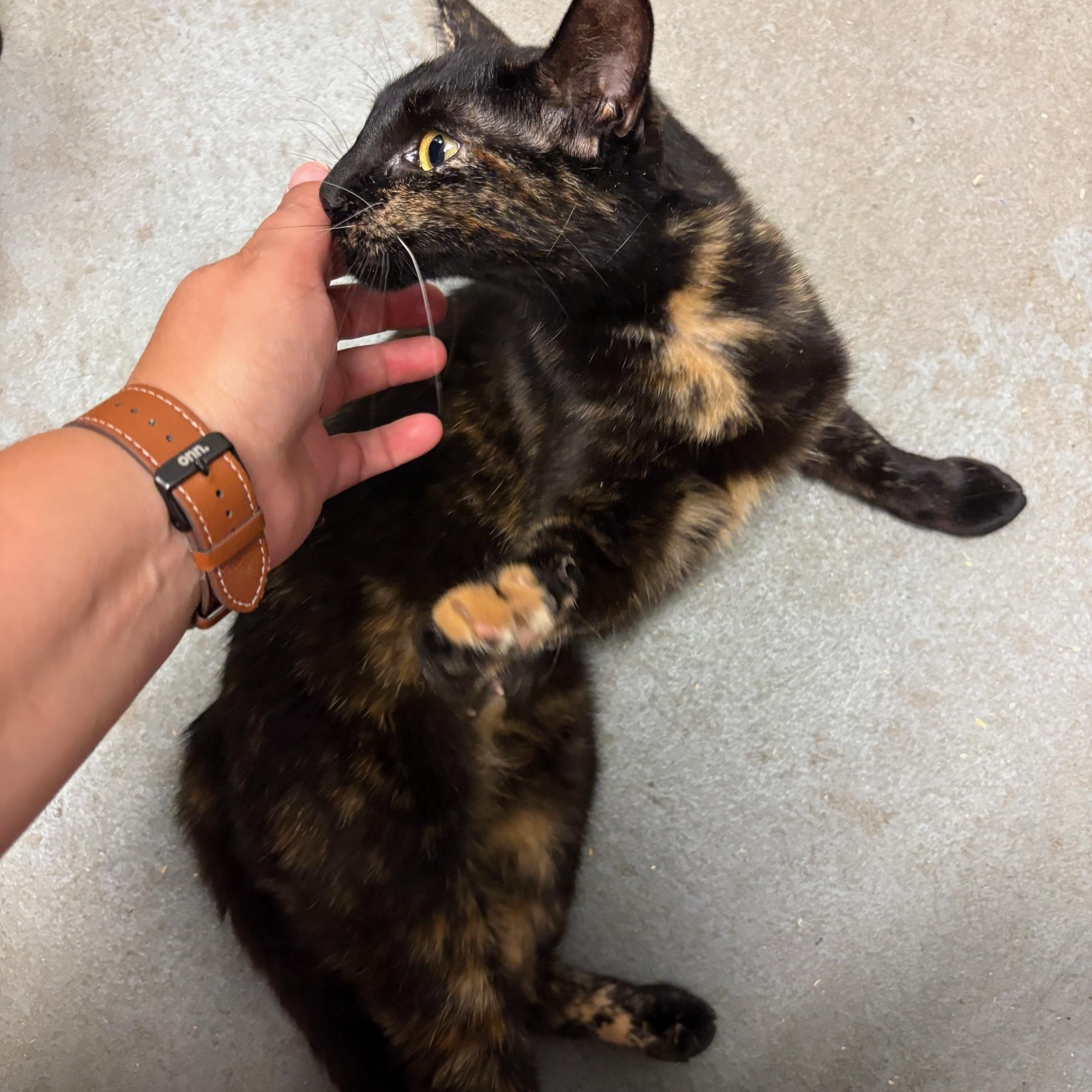 Hazel, a Adoptable Tortoiseshell in Oberlin, OH image 4/7