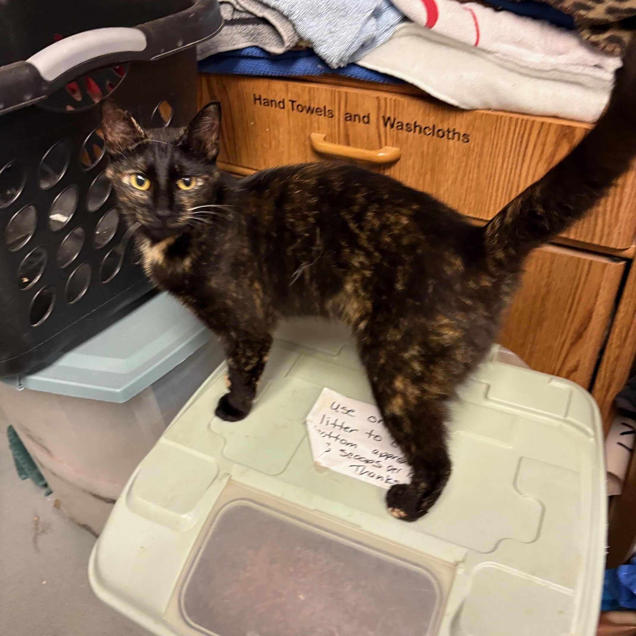 Hazel, a Adoptable Tortoiseshell in Oberlin, OH image 5/7