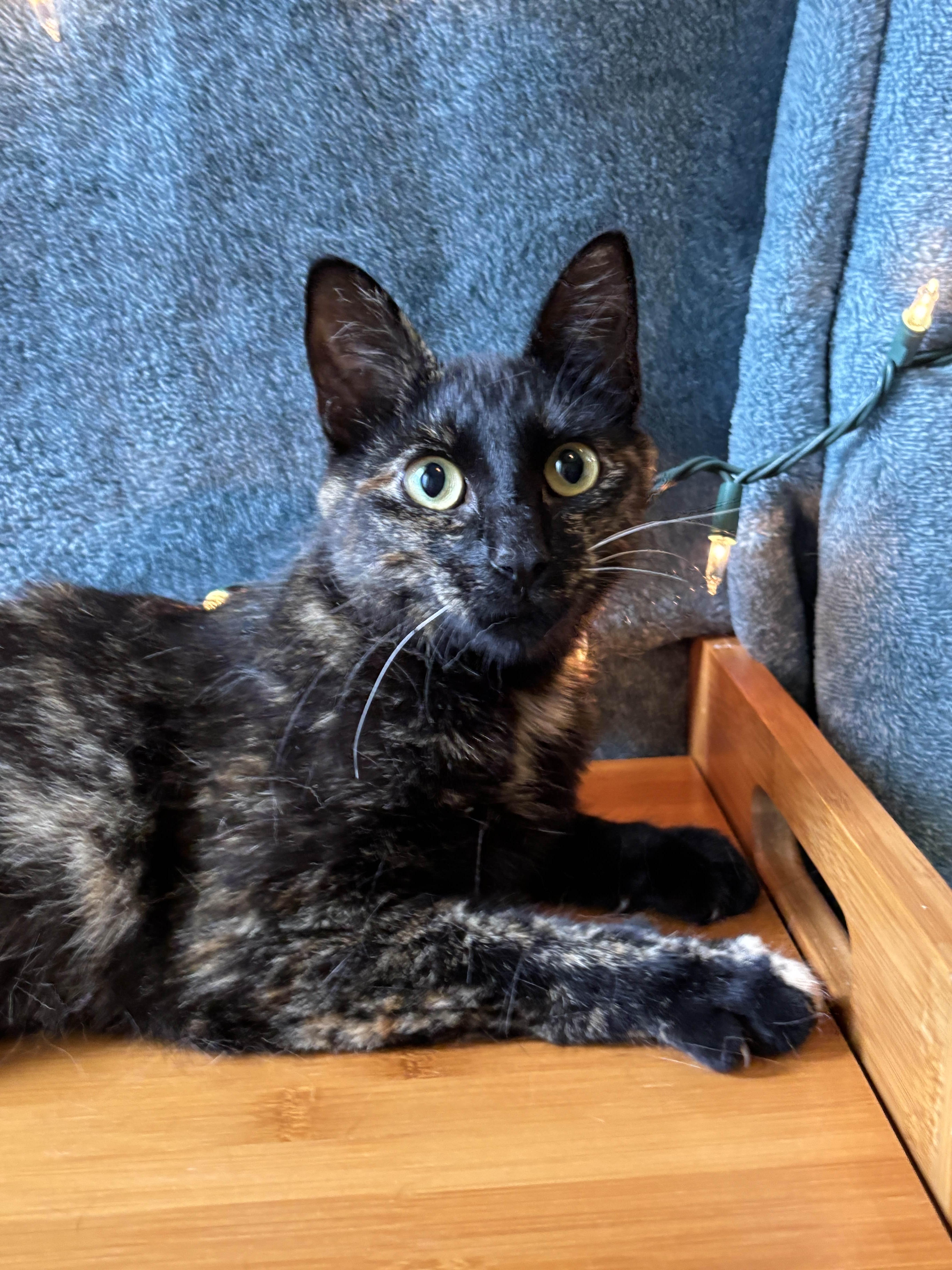 Hazel, Adoptable, Young Female Tortoiseshell.
