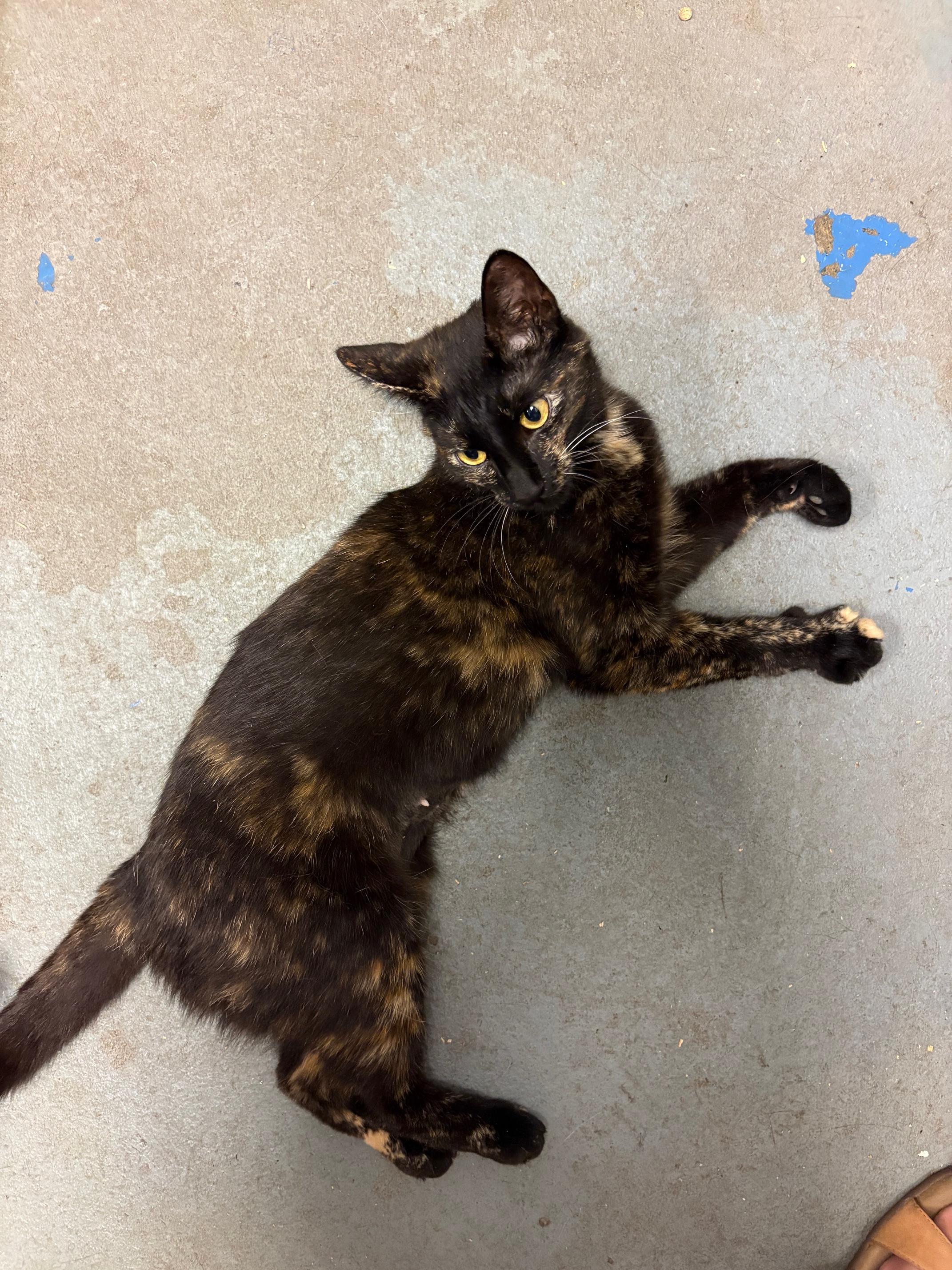 Hazel, a Adoptable Tortoiseshell in Oberlin, OH image 6/7