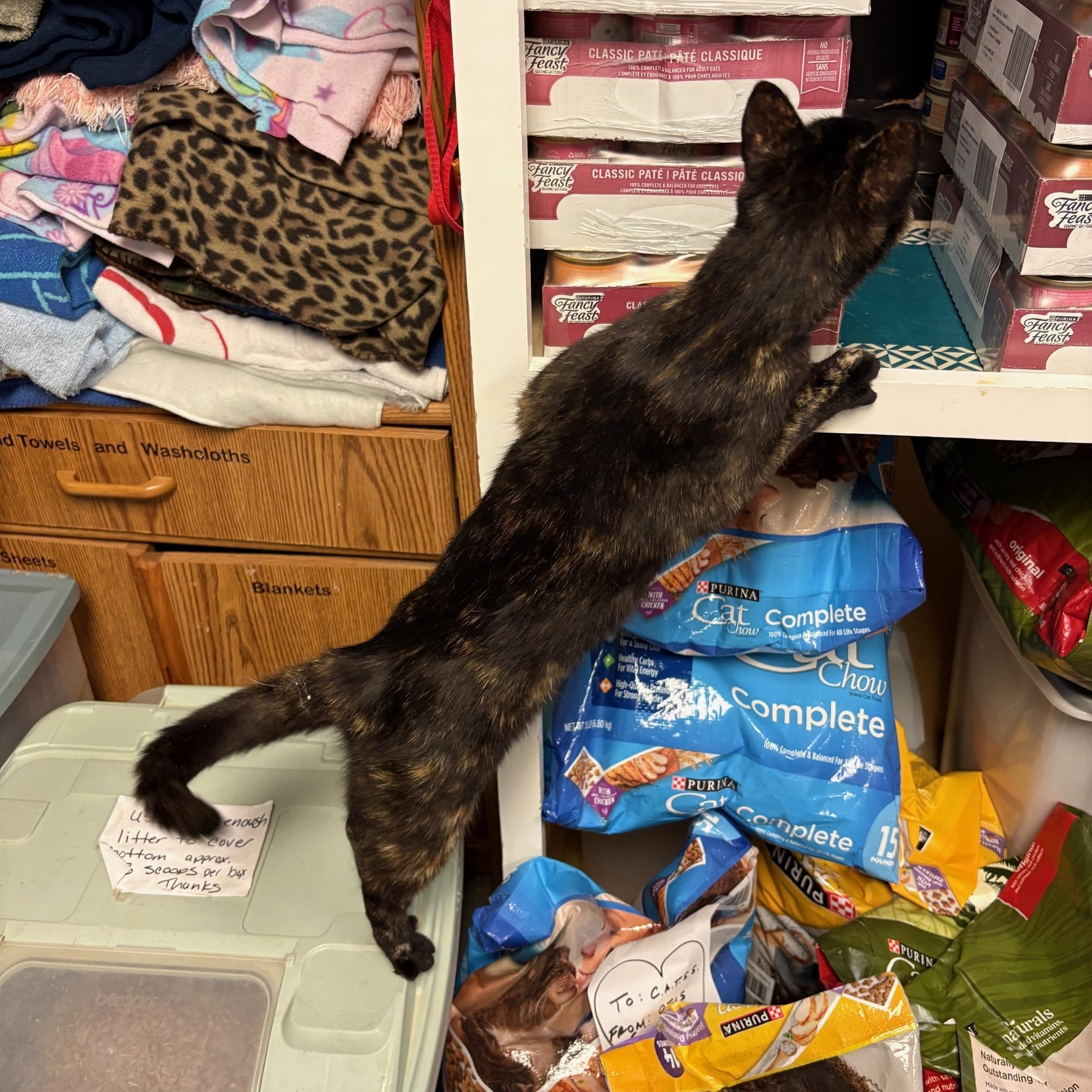 Enlarge Hazel, a Adoptable Tortoiseshell in Oberlin, OH image 7/7