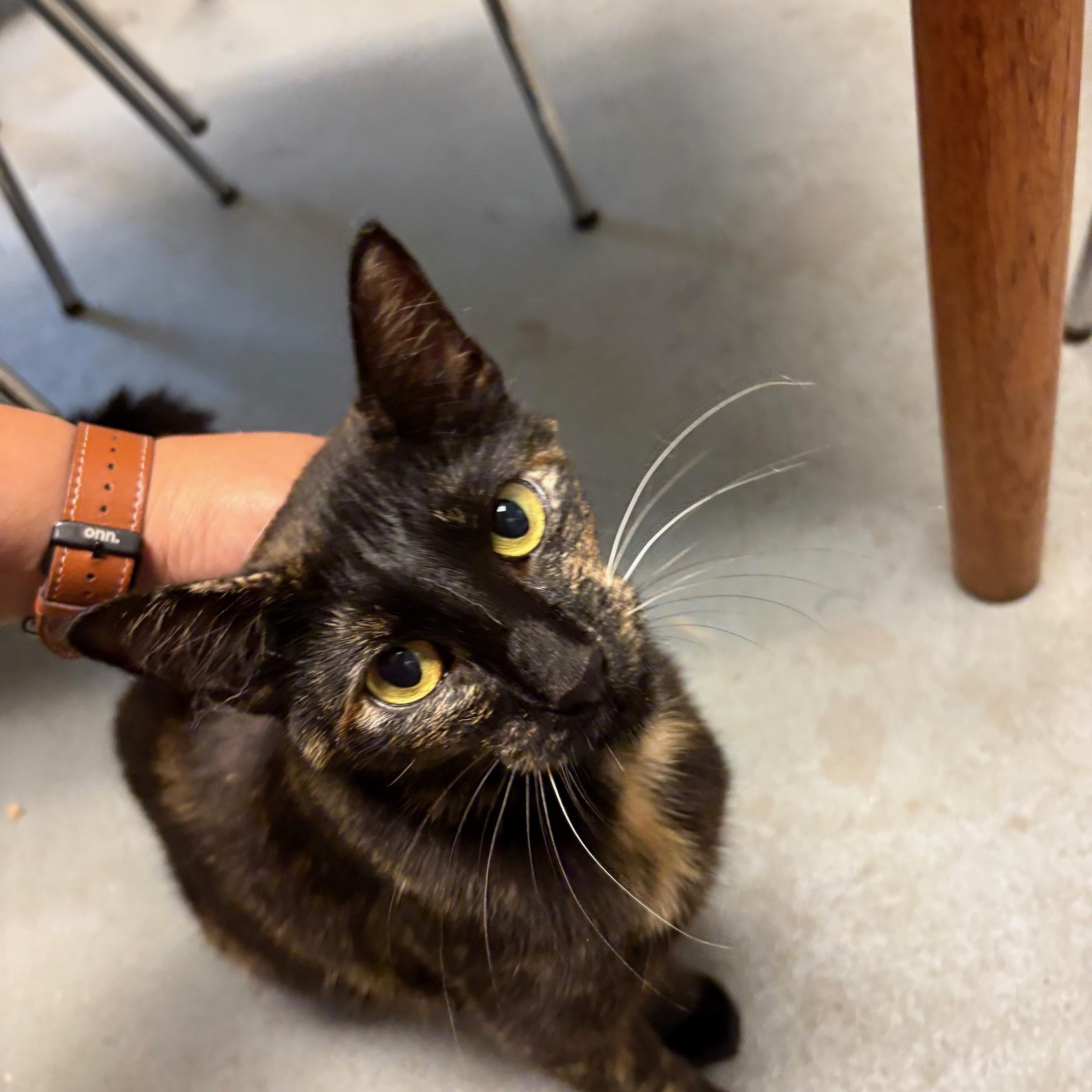 Hazel, a Adoptable Tortoiseshell in Oberlin, OH image 3/7