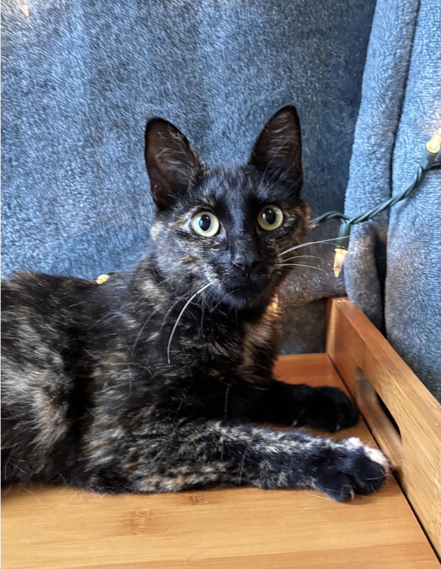 Hazel, a Adoptable Tortoiseshell in Oberlin, OH image 2/7