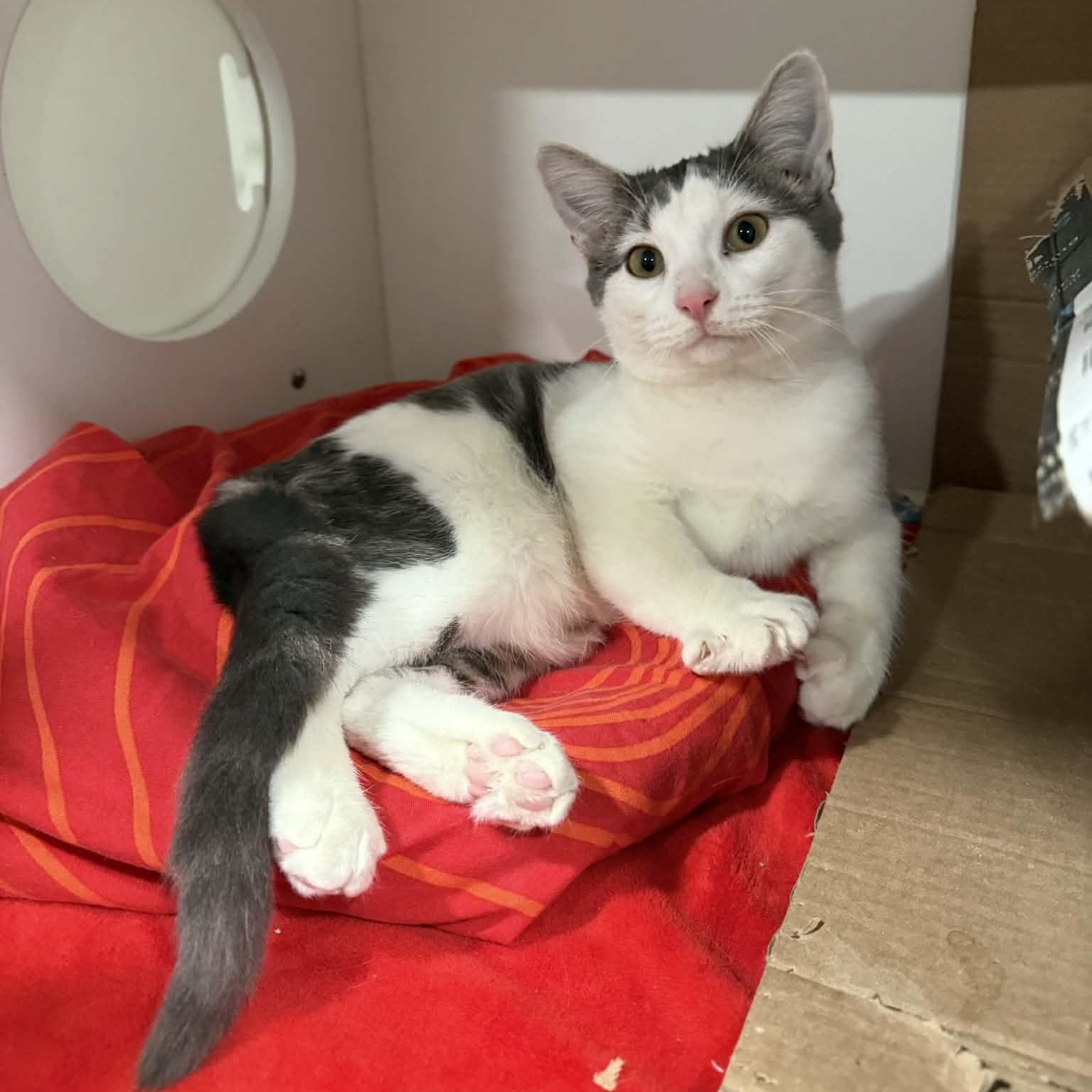 Randy Travis, ADOPTABLE, Kitten Male Domestic Short Hair.