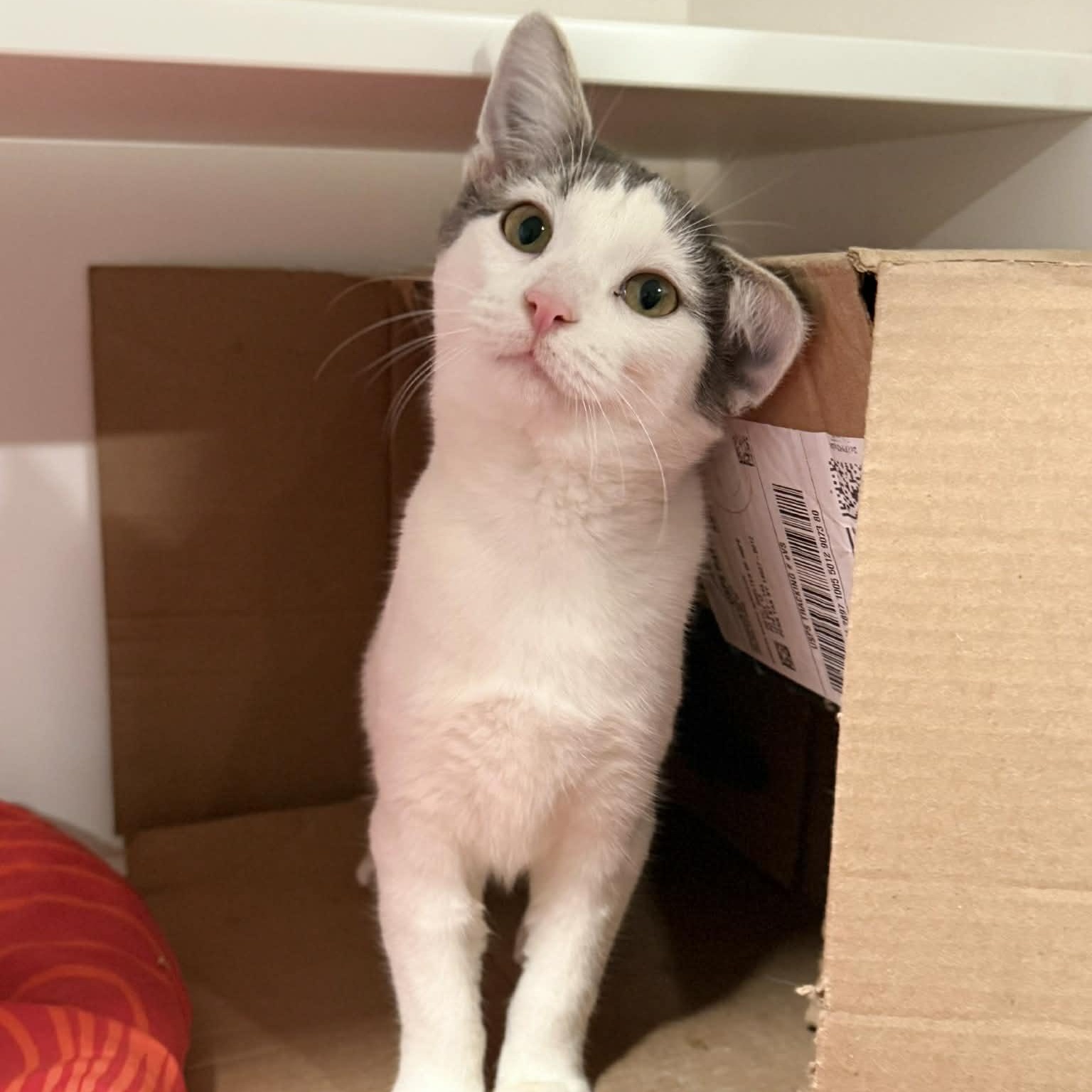 Enlarge Randy Travis, a ADOPTABLE mixed breed in Penn Yan, NY image 2/2