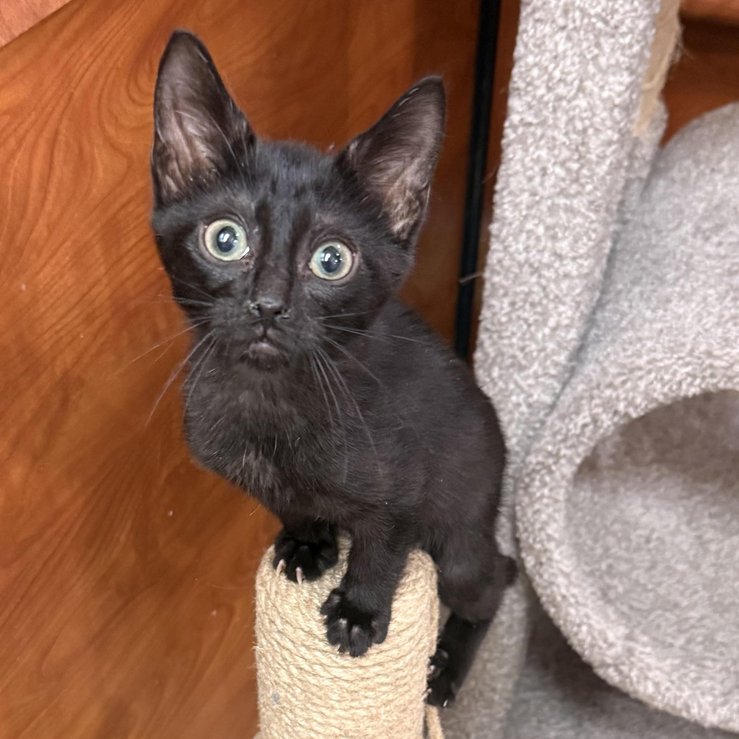 Cobra and Shelby, Adopted, Kitten Male Domestic Short Hair.