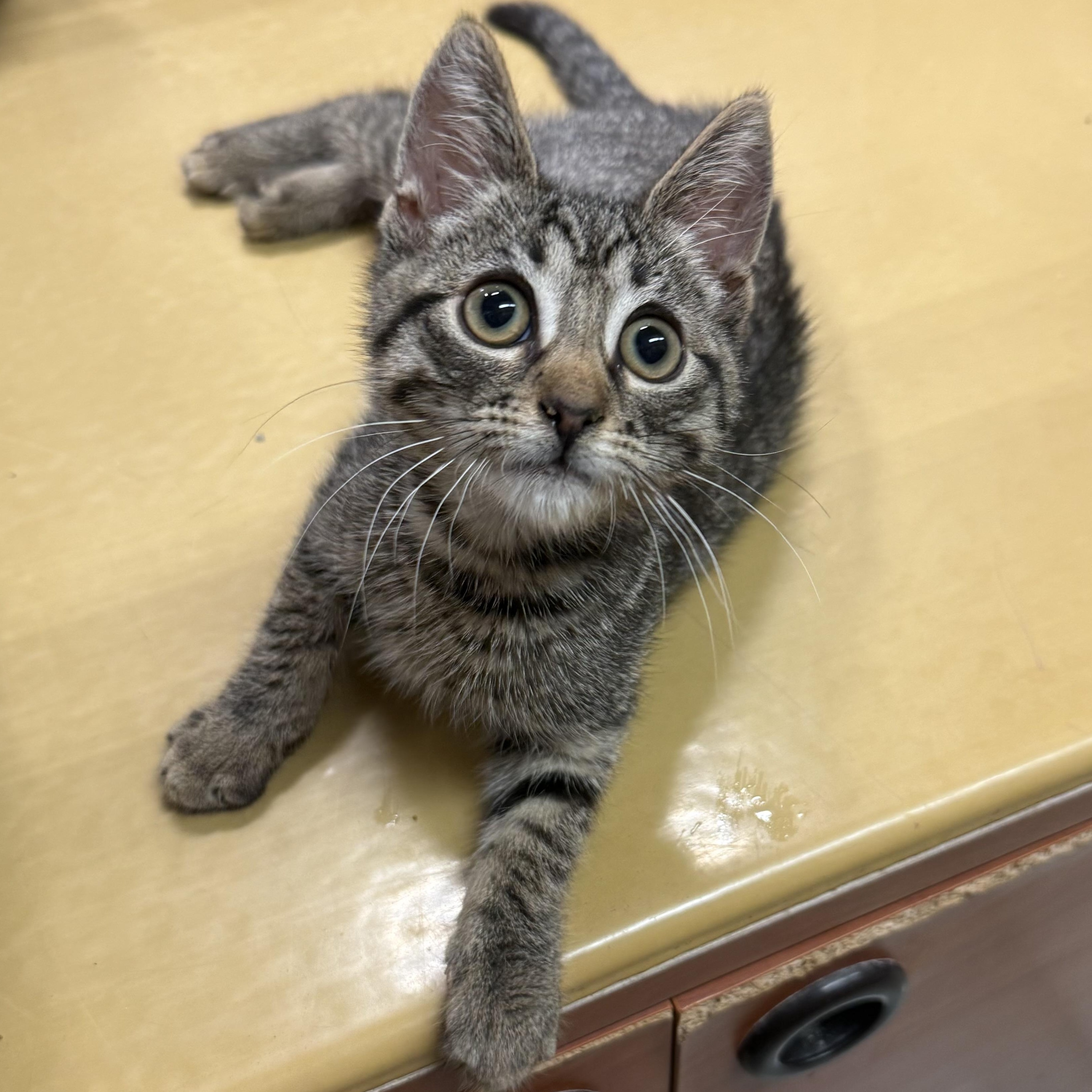 Enlarge Cobra and Shelby, a Adopted Domestic Short Hair in Old Bridge, NJ image 2/2