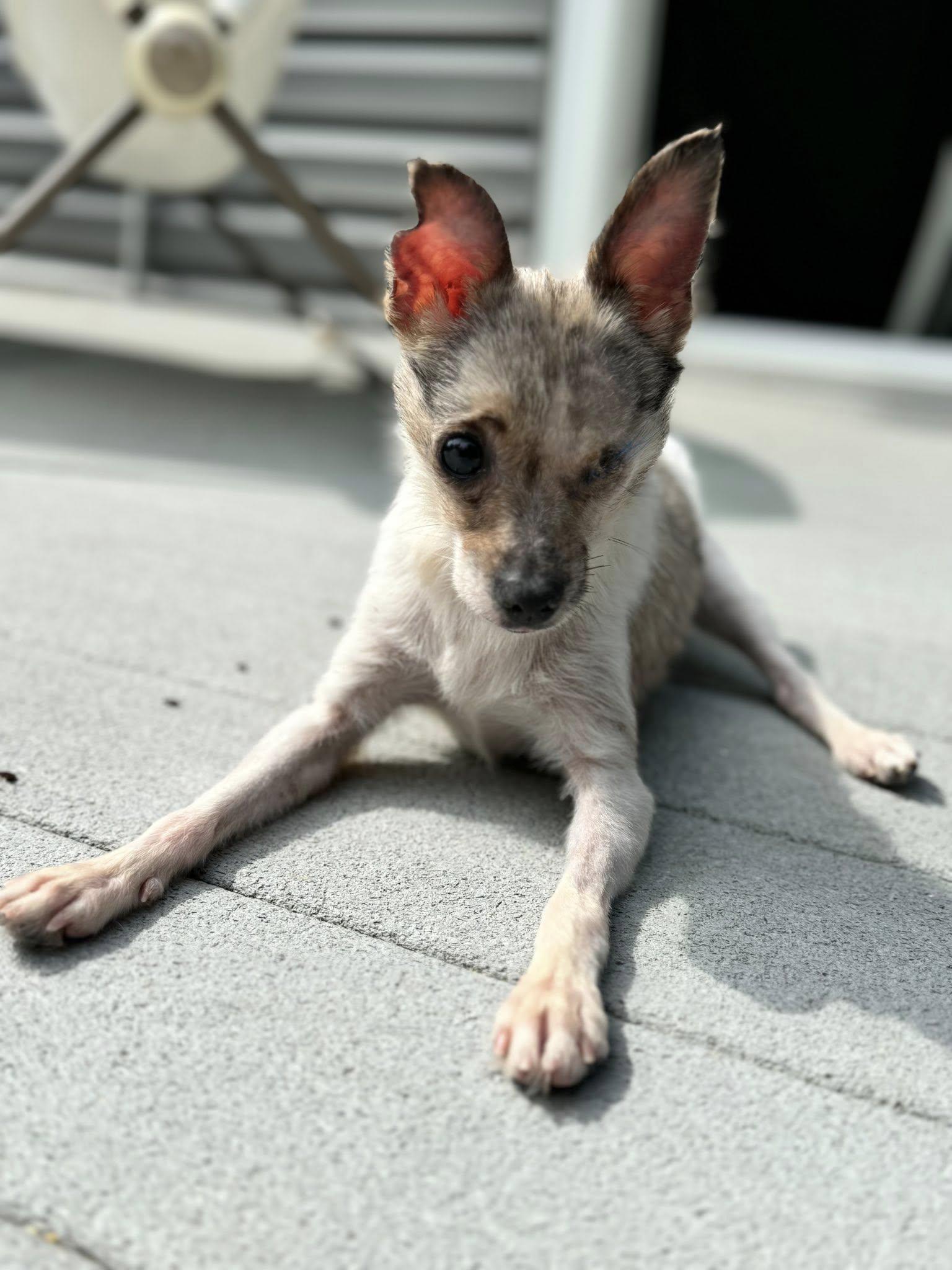 Pebbles, ADOPTABLE, Adult Female Chihuahua.